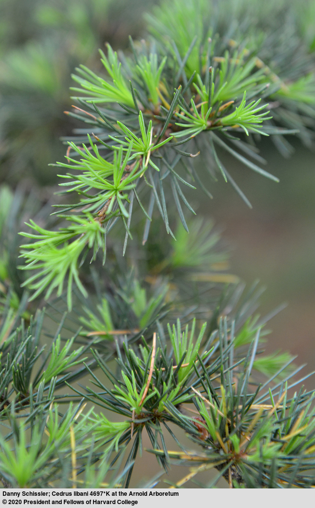 Bright green new growth contrasts with older dark green leaves on the Cedrus libani.