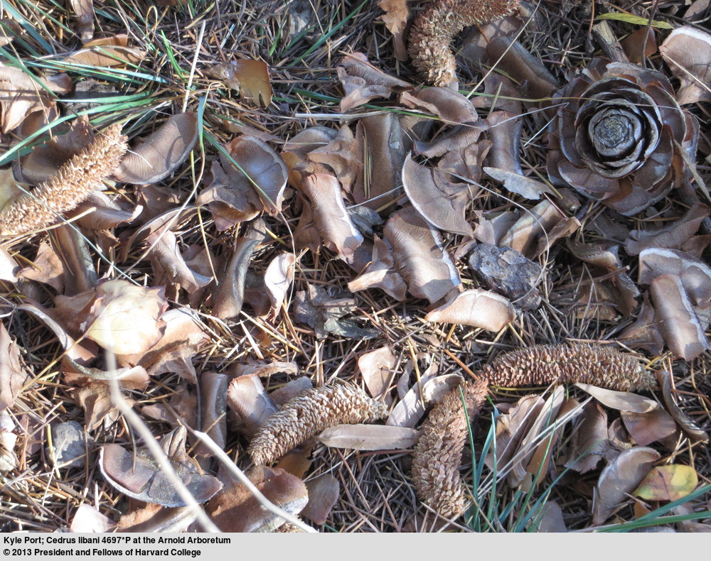 Parts of fallen cedar-of-Lebanon (Cedrus libani accession 4697*P) cones and catkins. The cones often break into pieces when they hit the ground.