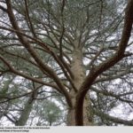 The stem of a cedar of Lebanon (Cedrus libani, accession 4697*K) reaches skyward. This tree grew from seed collected by Walter Siehe in the Atlas Mountains of Turkey in 1900.
