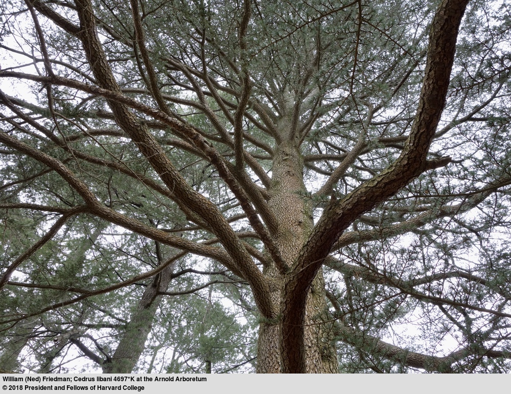 The stem of a cedar of Lebanon (Cedrus libani, accession 4697*K) reaches skyward. This tree grew from seed collected by Walter Siehe in the Atlas Mountains of Turkey in 1900.