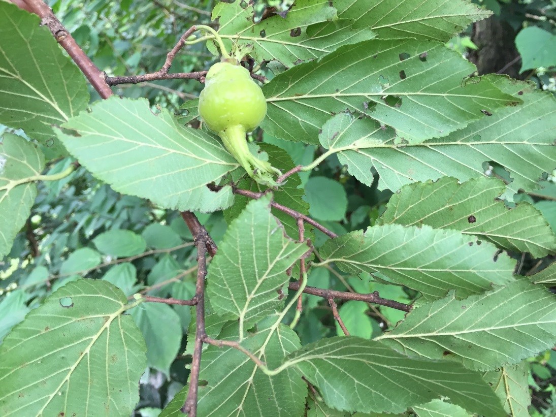 Fruit of the large Corylus fargesii (#038).