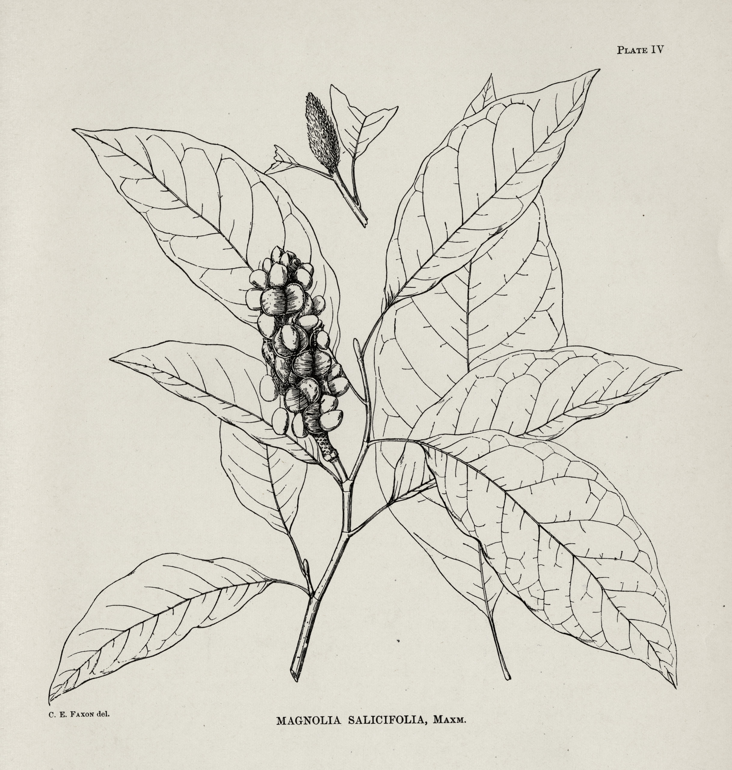 A botanical illustration of leaves and fruit of the willow-leafed magnolia by Charles Faxon.