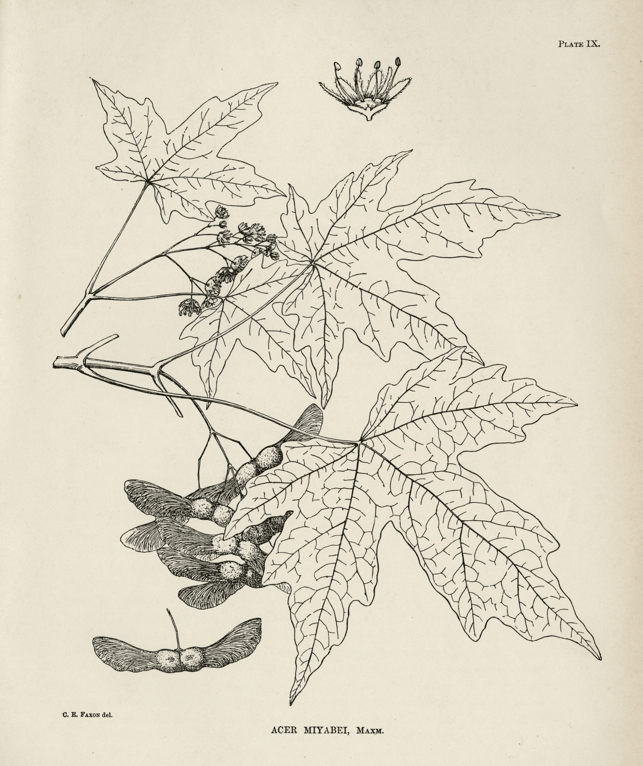 A botanical illustration by Charles Faxon of the leaves and fruit of a Miyabe maple (Acer miyabei). This species is named for Professor Kingo Miyabe of the Sapporo Agricultural College.
