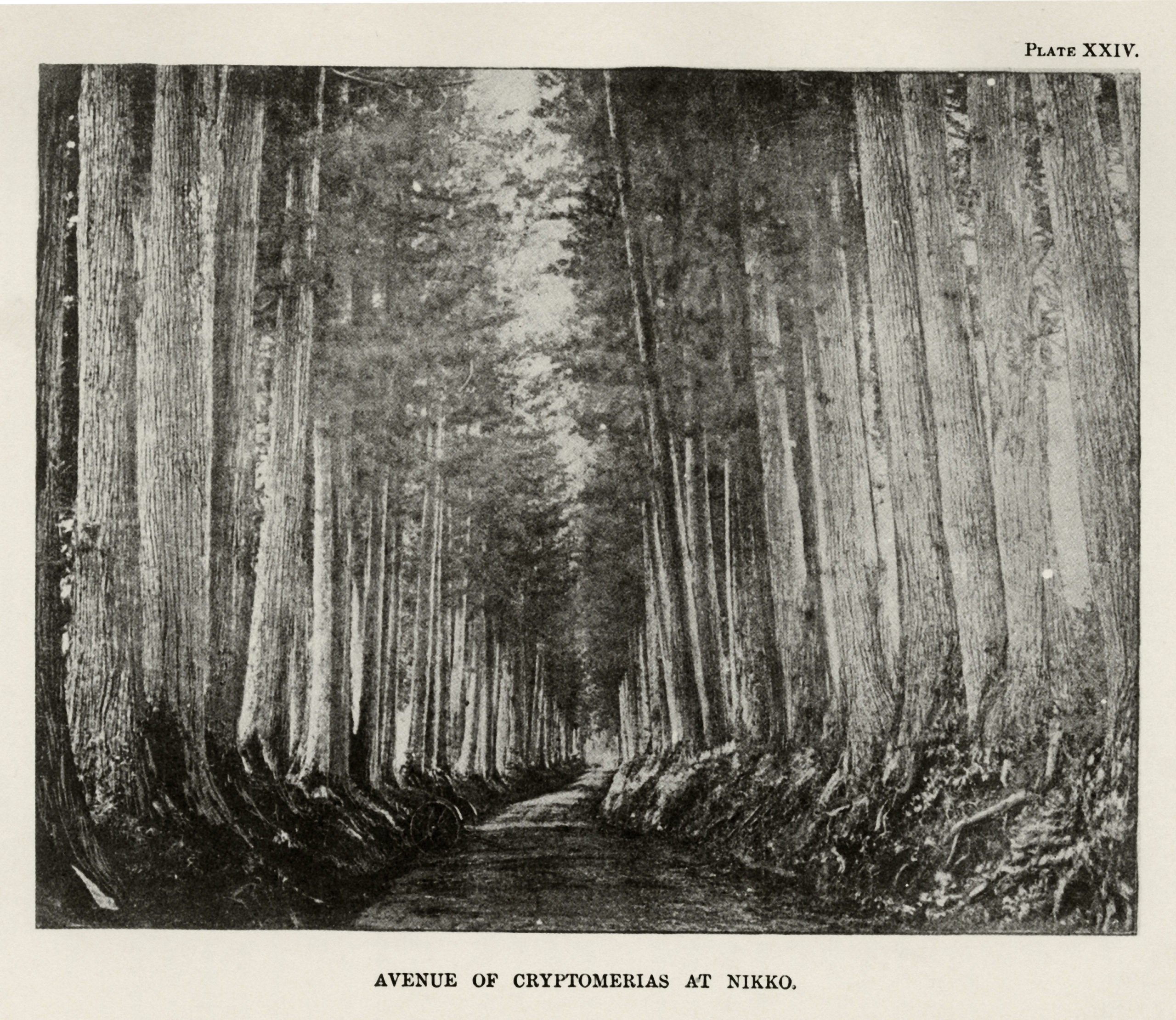 An allée of stately Japanese cedars Cryptomeria japonica in Nikko, Japan in a photograph from Sargent's Forest Flora of Japan.