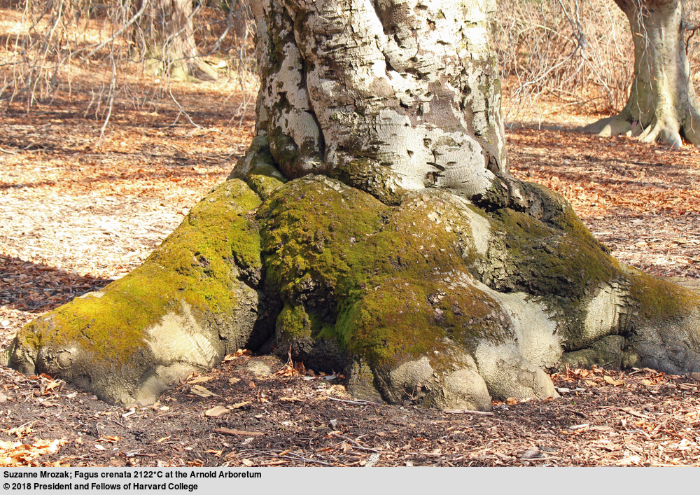 The gnarled moss covered base of a Japanese beech (Fagus crenata, accession 2122*C) grown from seed collected by Charles Sargent in Japan in 1892.