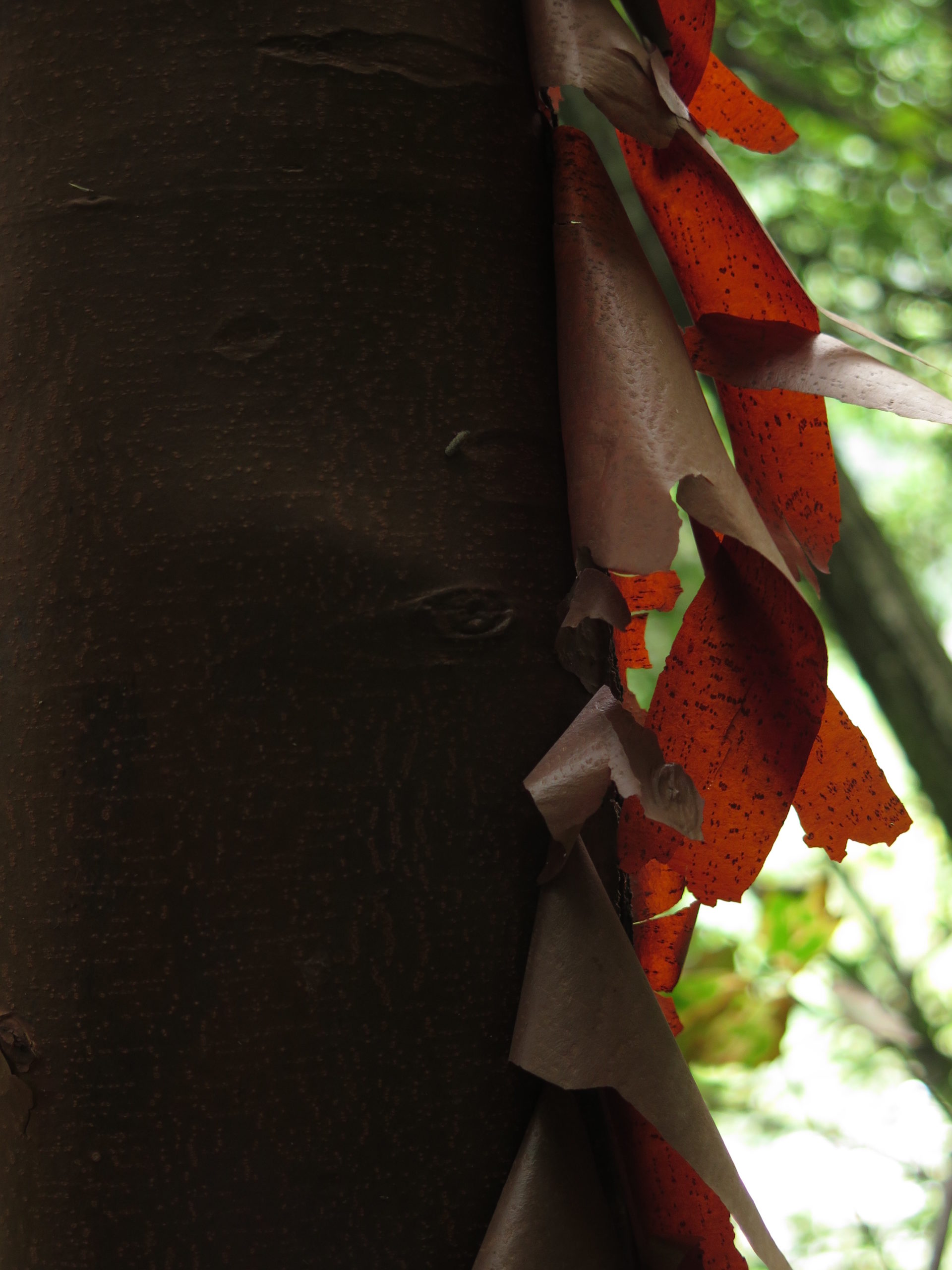 Acer griseum bark exfoliating in whispy twists.