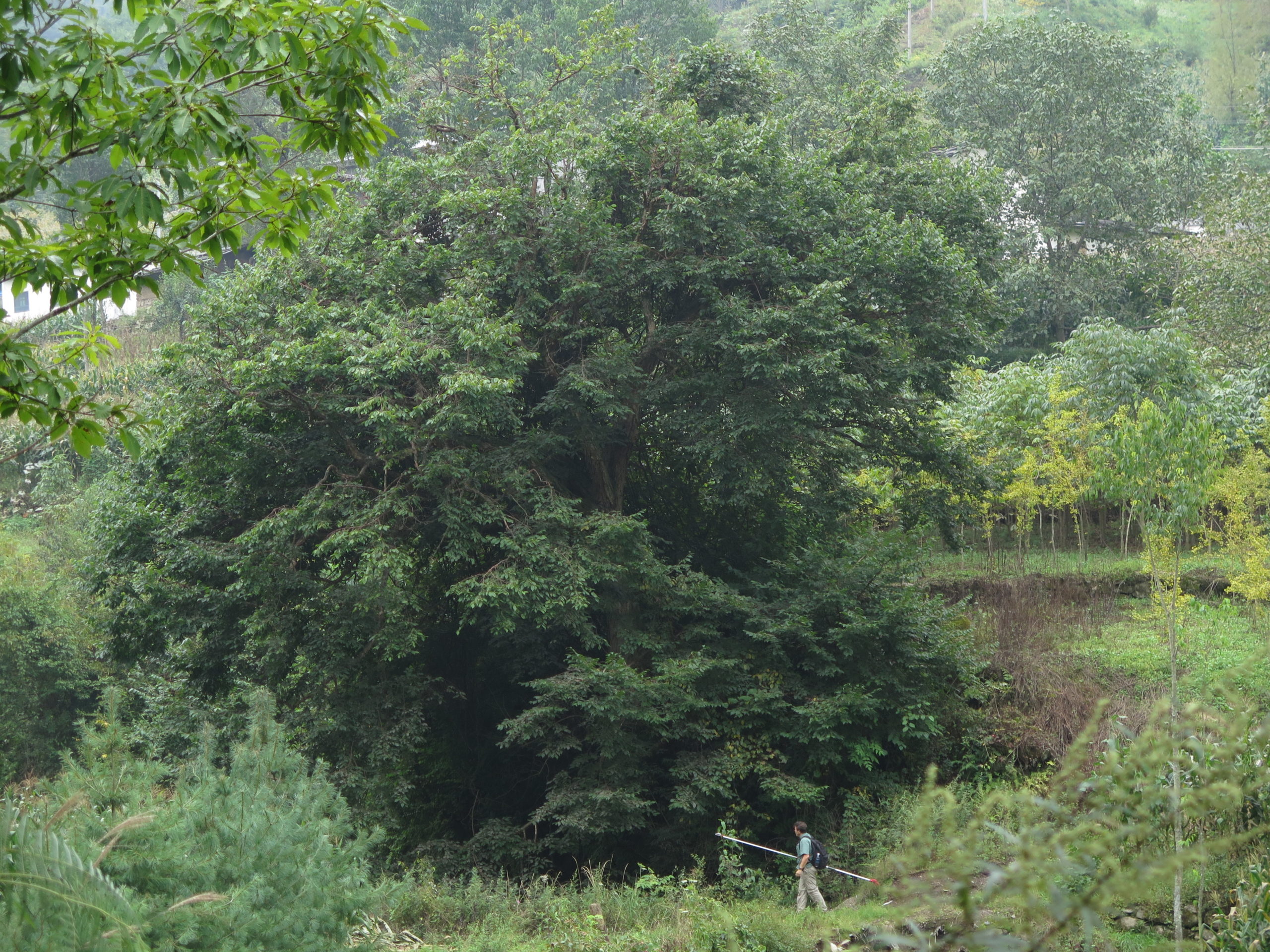 Kris Bachtell (lower right center) handles the pole pruners to gather seeds and specimens from a giant Farges hazelnut (Corylus fargesii). This tree has similar light brown exfloiating bark to the Acer griseum.
