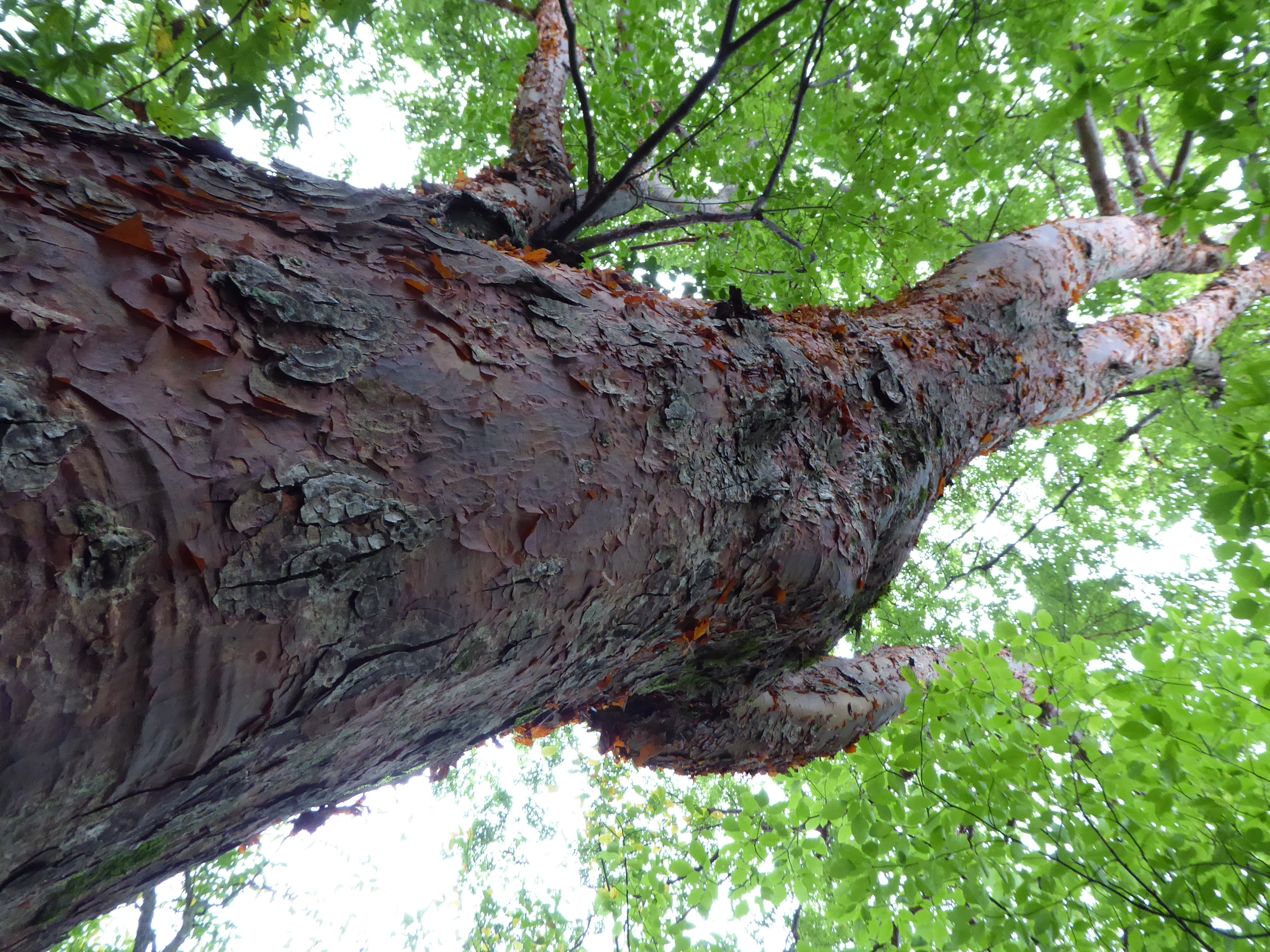 Another view of the massive Acer griseum reaching skyward.