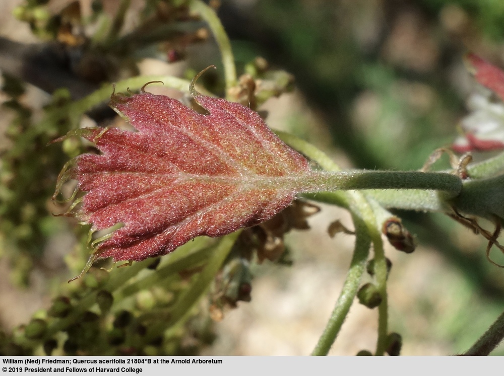 An emerging leaf of the rare maple-leaf oak (Quercus acerifolia accession 21804*B). Ernest Palmer collected the seed from which this tree grew in Logan County, Arkansas in 1924.