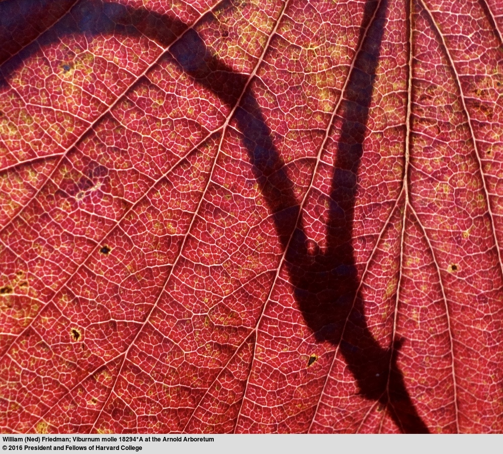 A striking leaf of a Kentucky viburnum (Viburnum molle, accession 18294*A) in fall color. This plant grew from cuttings collected by Ernest Palmer in July 1924 in Missouri.