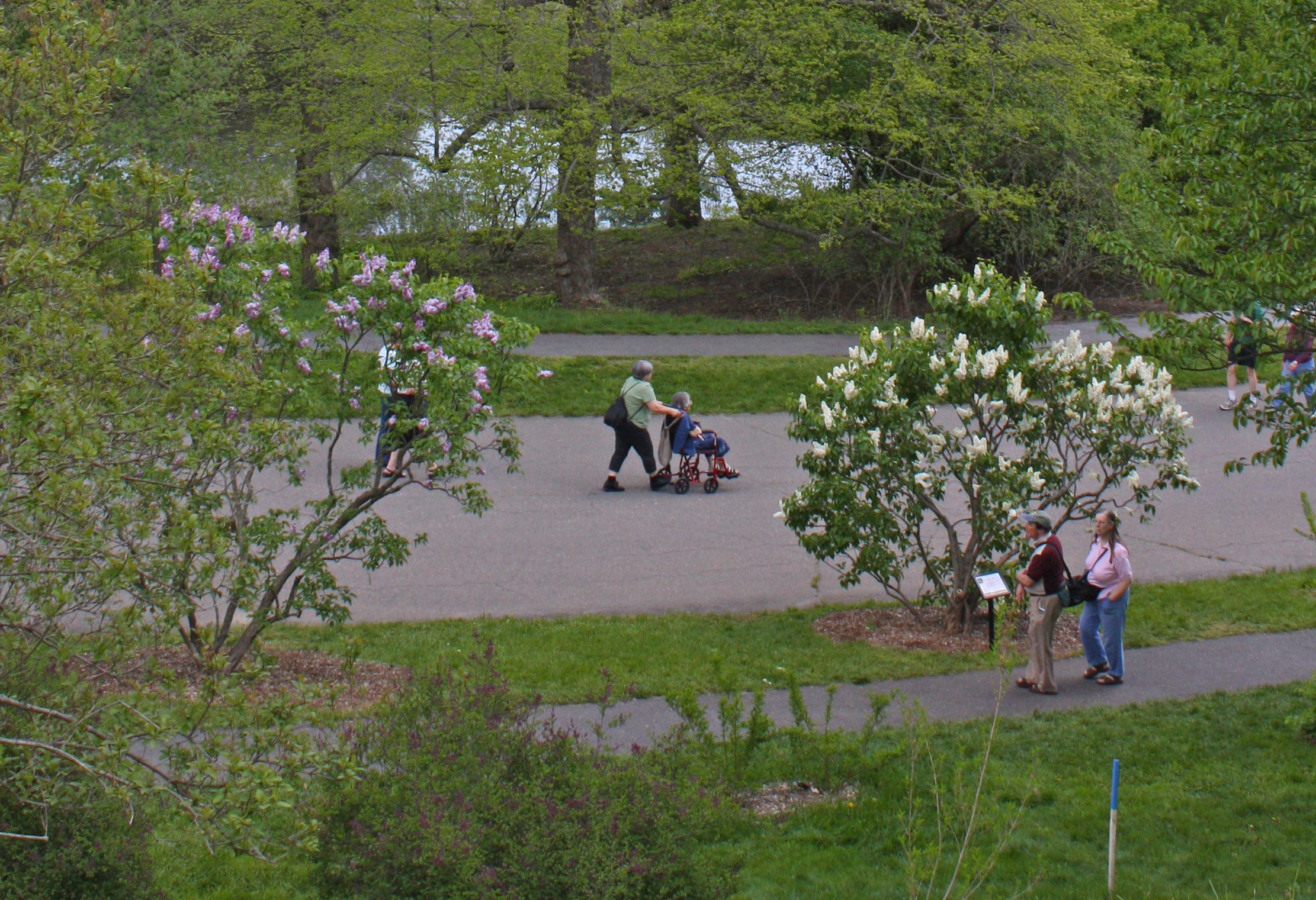 Visitors enjoying a spring walk at the Arnold Arboretum