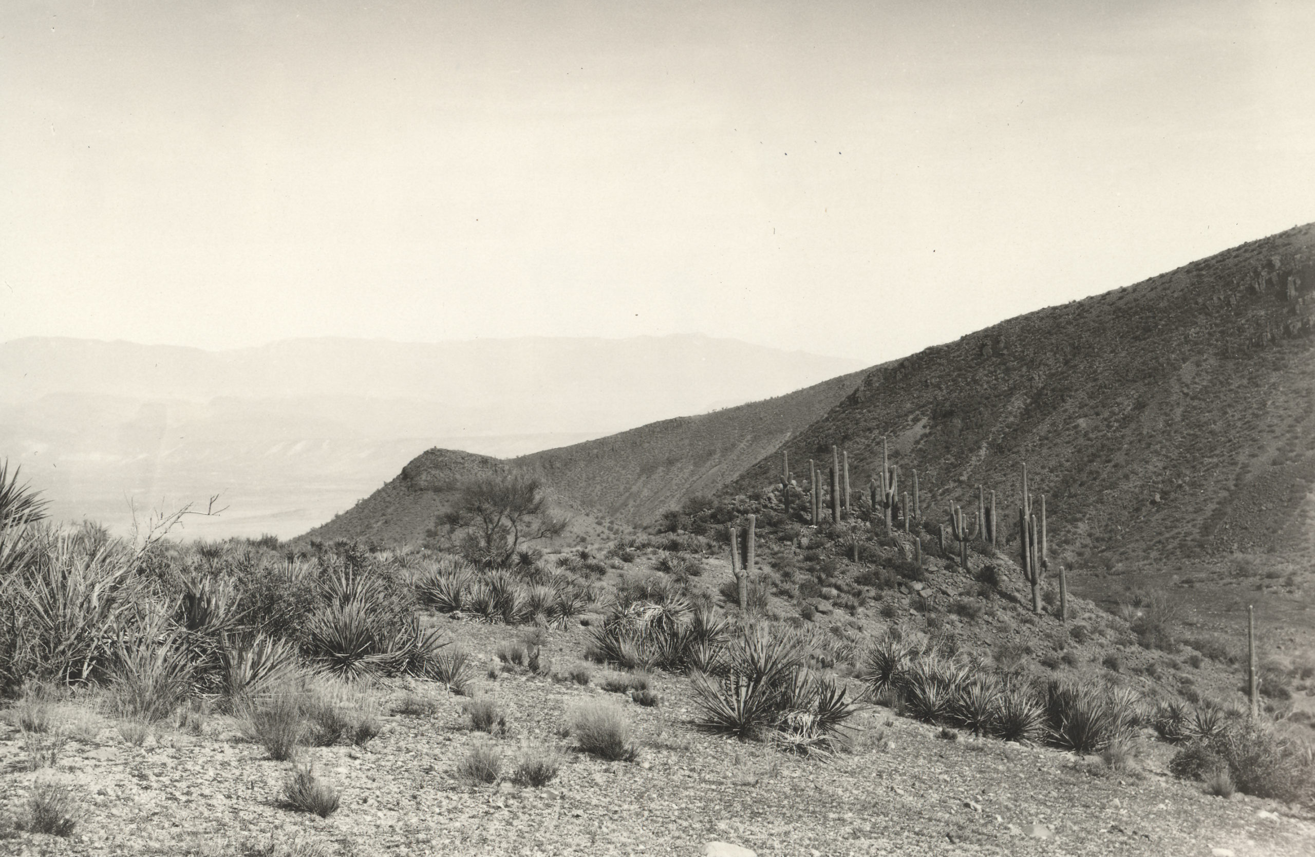 The desert landscape of the foothills of Four Peaks in Matazal Mountain Range, upstream from the Theodore Roosevelt Dam near Phoenix, Arizona. Photograph by Susan McKelvey, 1929.