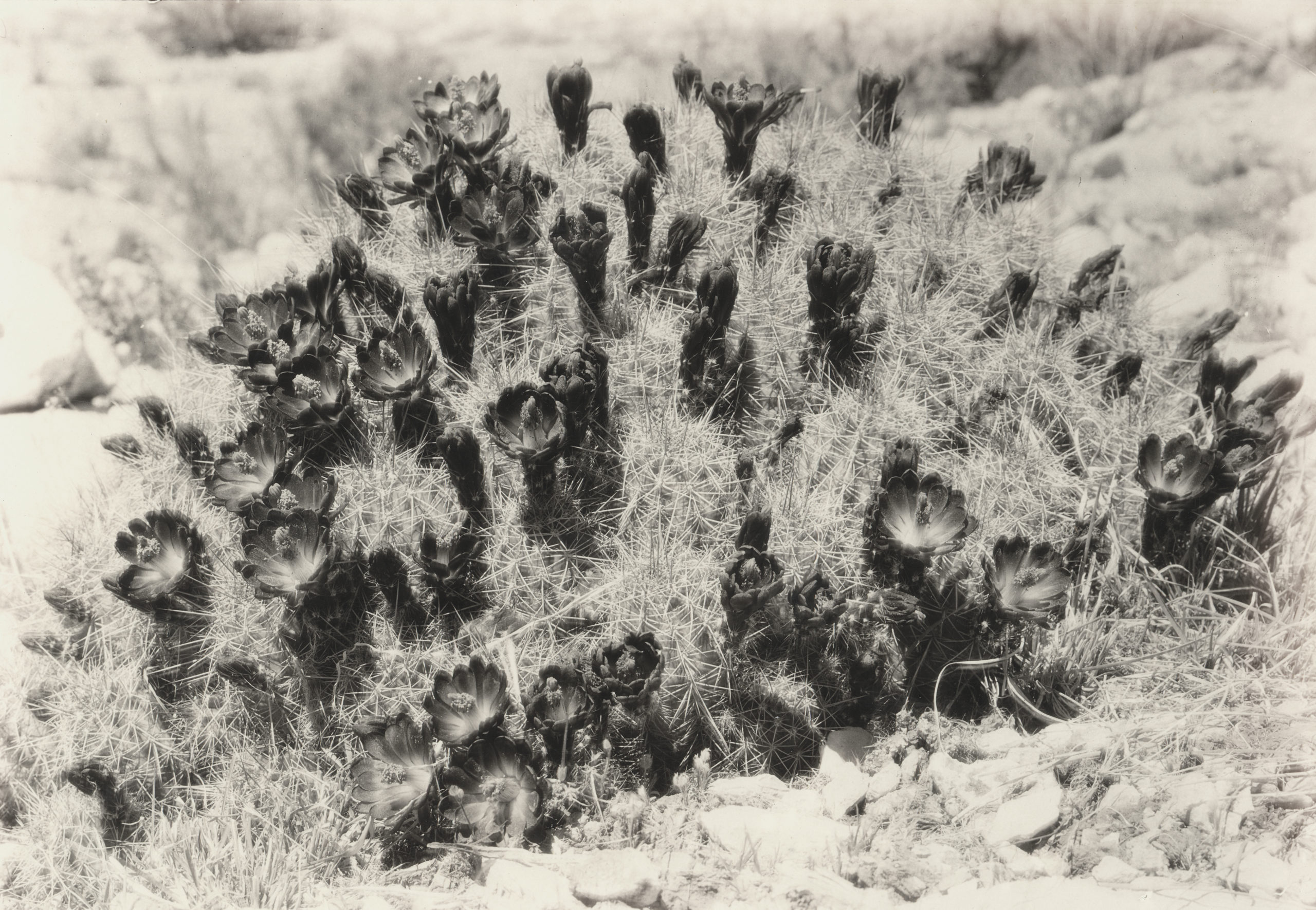 The scarlet flowered Mojave mound cactus (Echinocereus polyacanthus) photographed by Susan McKelvey in 1929 on the road from Ash Fork to Prescott, Arizona. She notes that the plant was 1 foot (.3 meters) by 2 feet (.6 meters) broad.
