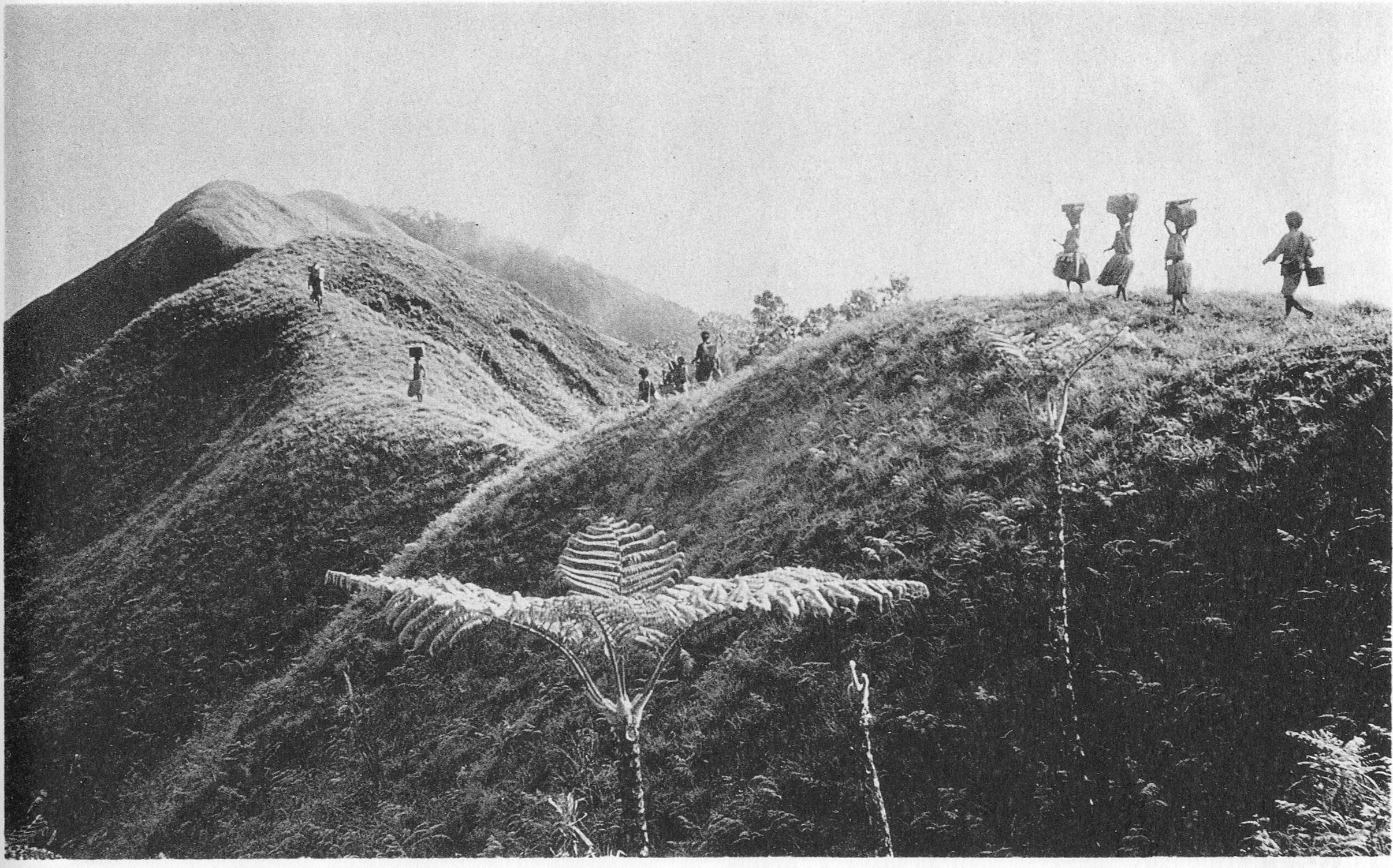 A deforested landscape of the 1500 meter crest of Grass Spur, below Top Camp, Goodenough Island, encountered during the Fourth Archbold Expedition. The tree-ferns (Cyathea) on the slopes were damaged by fire.