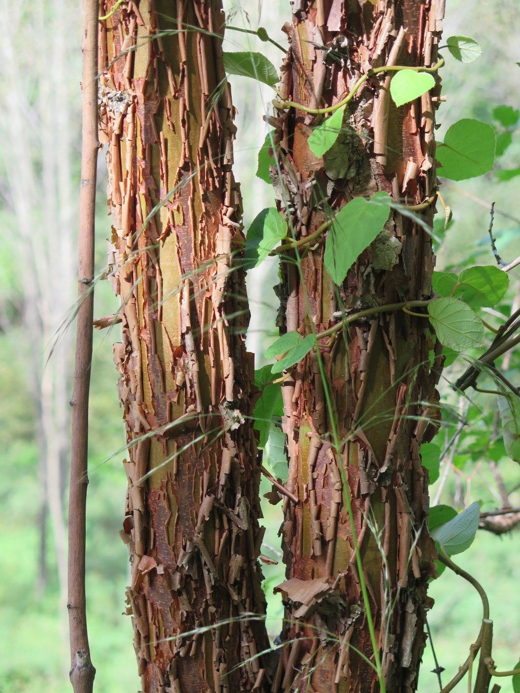 The exfoliating bark of collection NACPEC15-062.