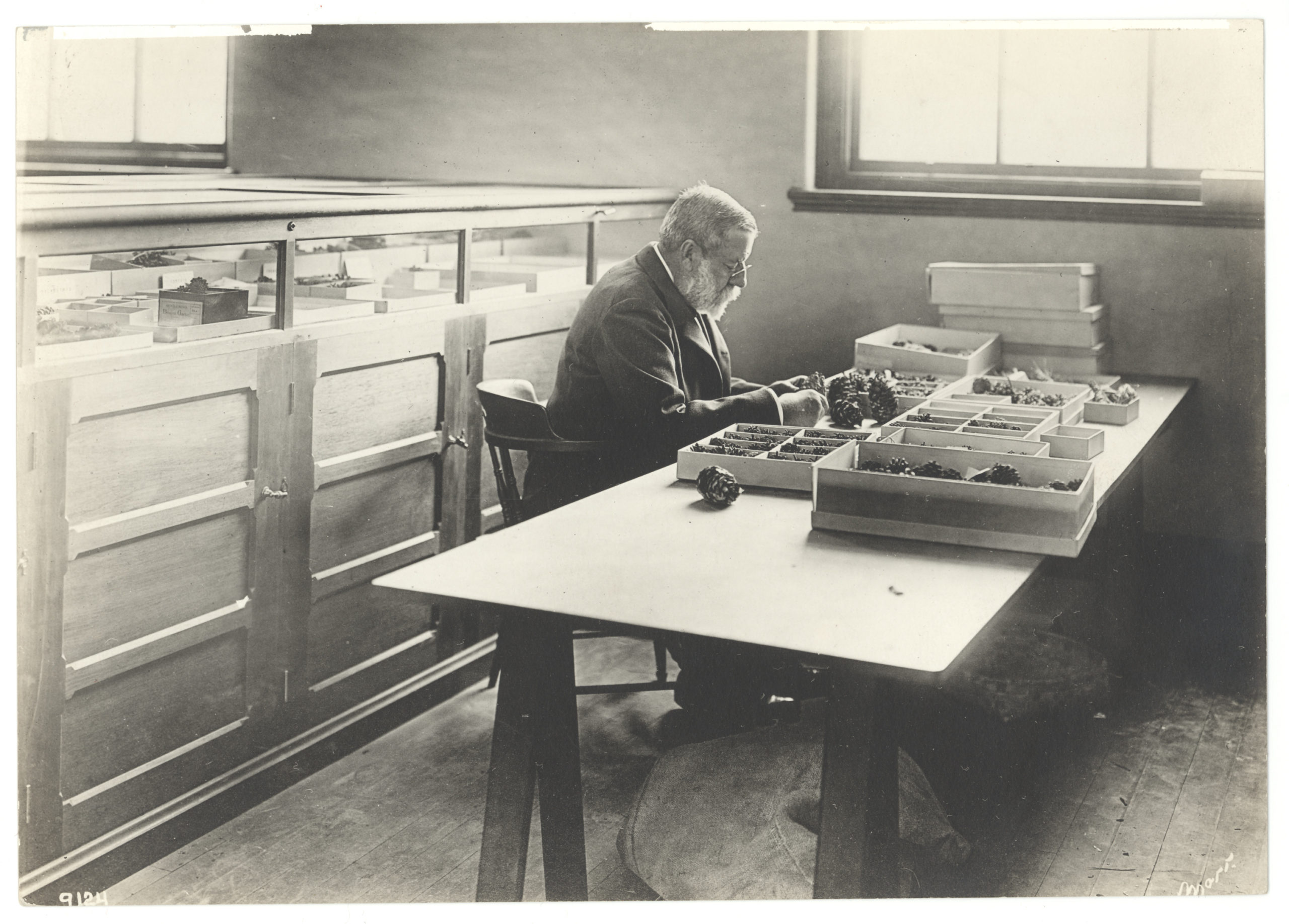 Charles S. Sargent examining specimens in the 1st floor museum (now the lecture hall) of the Hunnewell Building. Photograph by T.E. Marr, December 1, 1904.