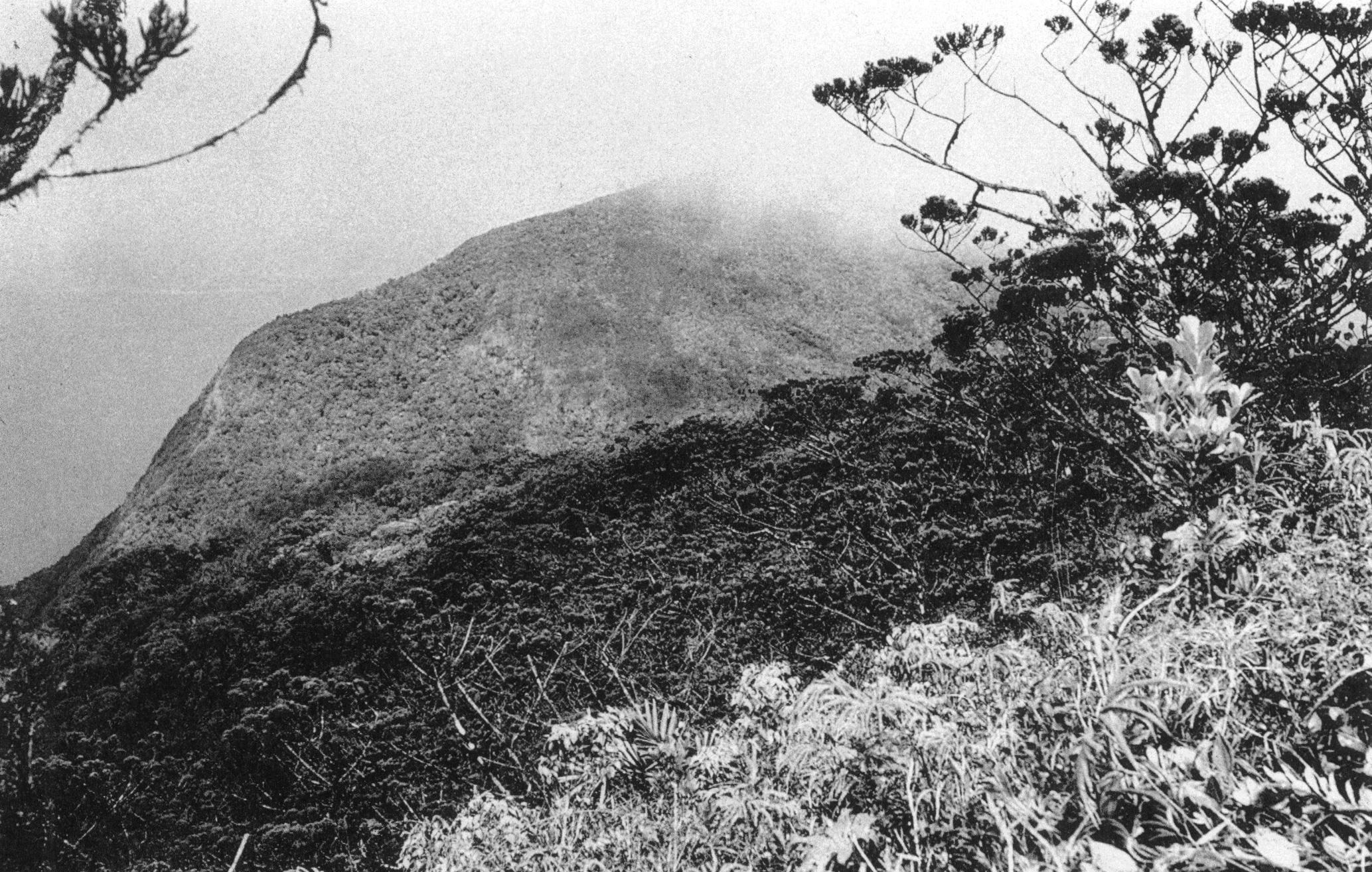 A view of Mount Obia, Normanby Island, overlooking stunted scrub and emergent conifers of the genus Dacrydium at about 3300 feet (1000 meters) on the western crest of Mount Pabinama.