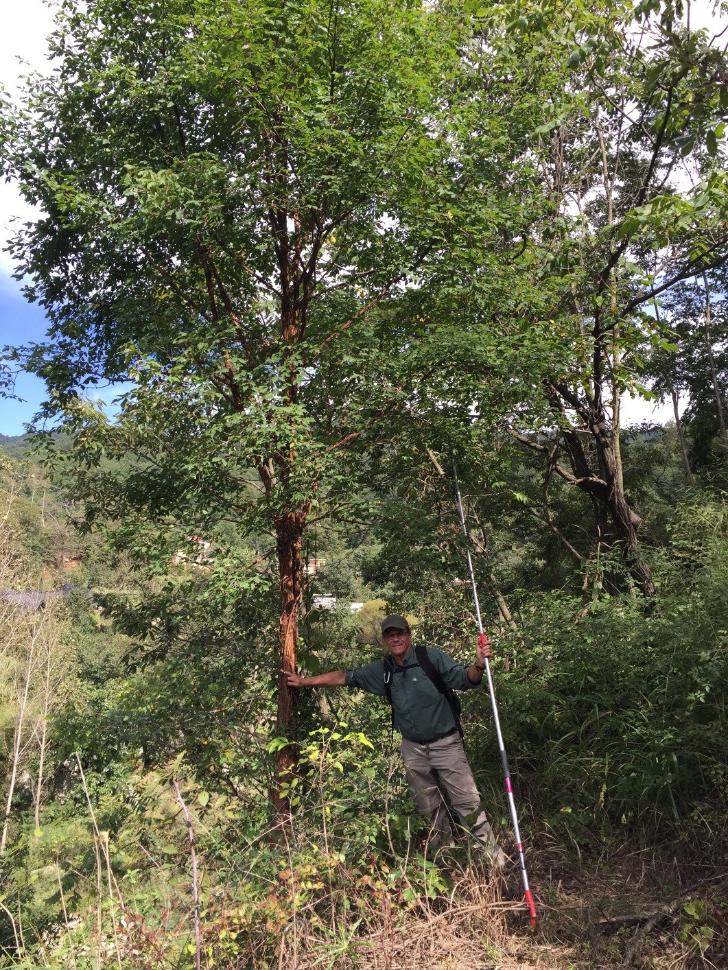 Kris Bachtell standing beside theAcer griseum from which was collected accession #062.