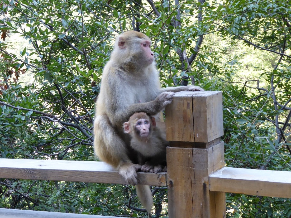 Macaques (Macaca mulatta at the Manghe Nature Preserve, Yangcheng, Shanxi.