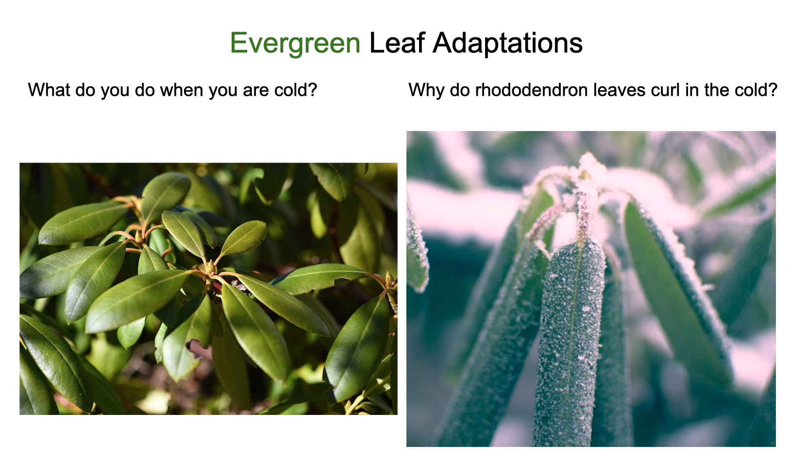 Sample Google Slide from Evergreen Leaf Shape deck showing broadleaf shape and adaptation.