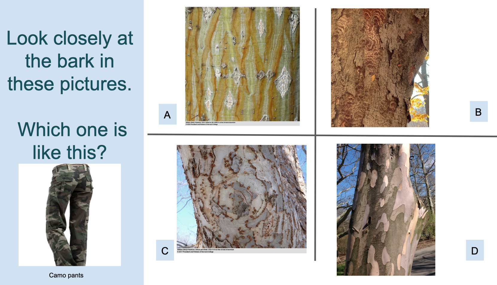Sample Google Slide for Tree Bark deck showing four different bark and camouflage pants image.