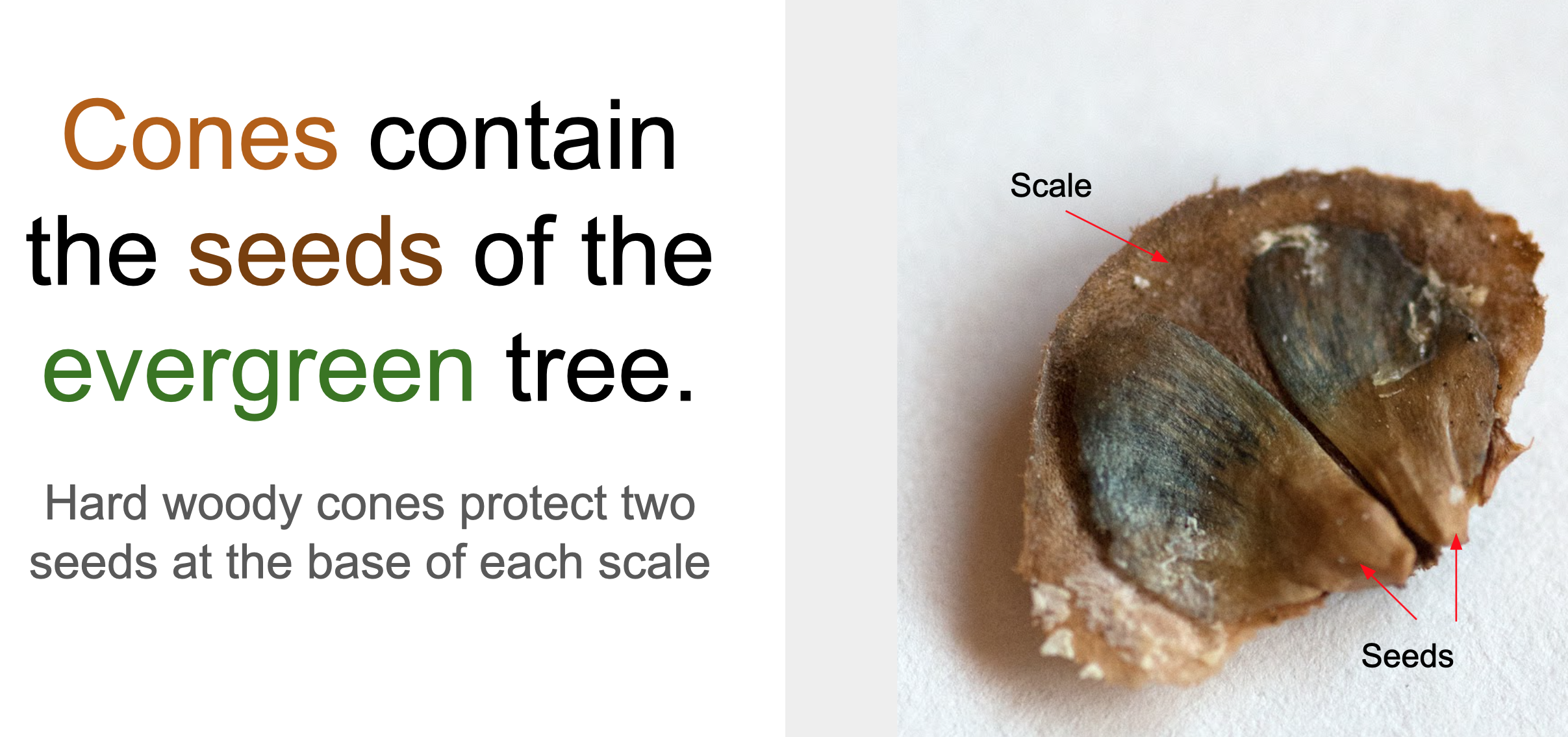 Sample Google Slide from Cones deck showing seeds on scale.