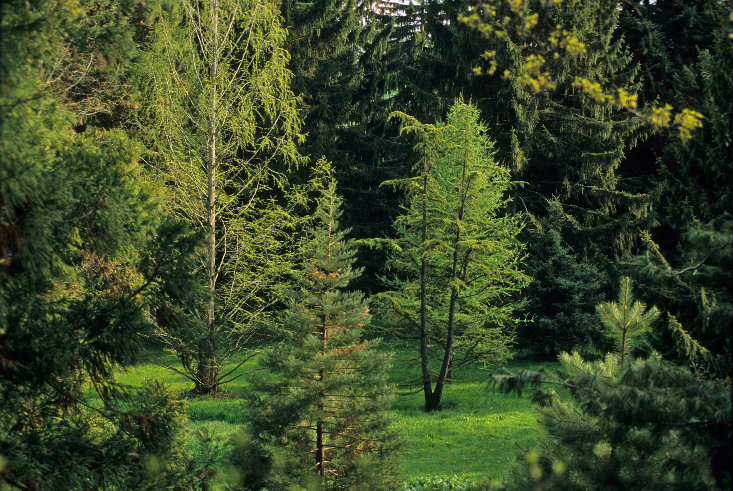 conifer collection at the arnold arboretum by Jim Harrison