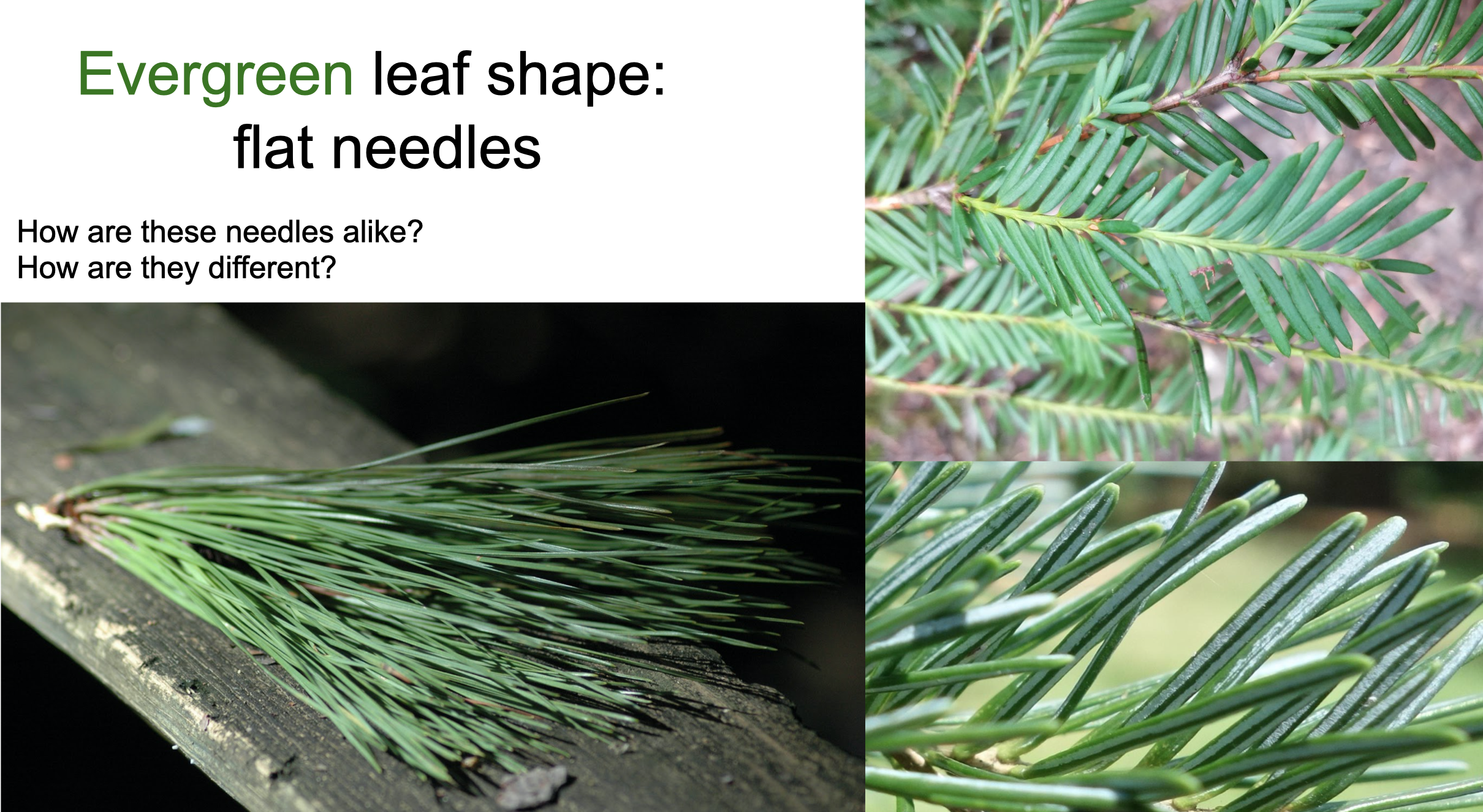 Sample Google Slide from Evergreen Leaf Shape deck showing 3 types of flat needles.