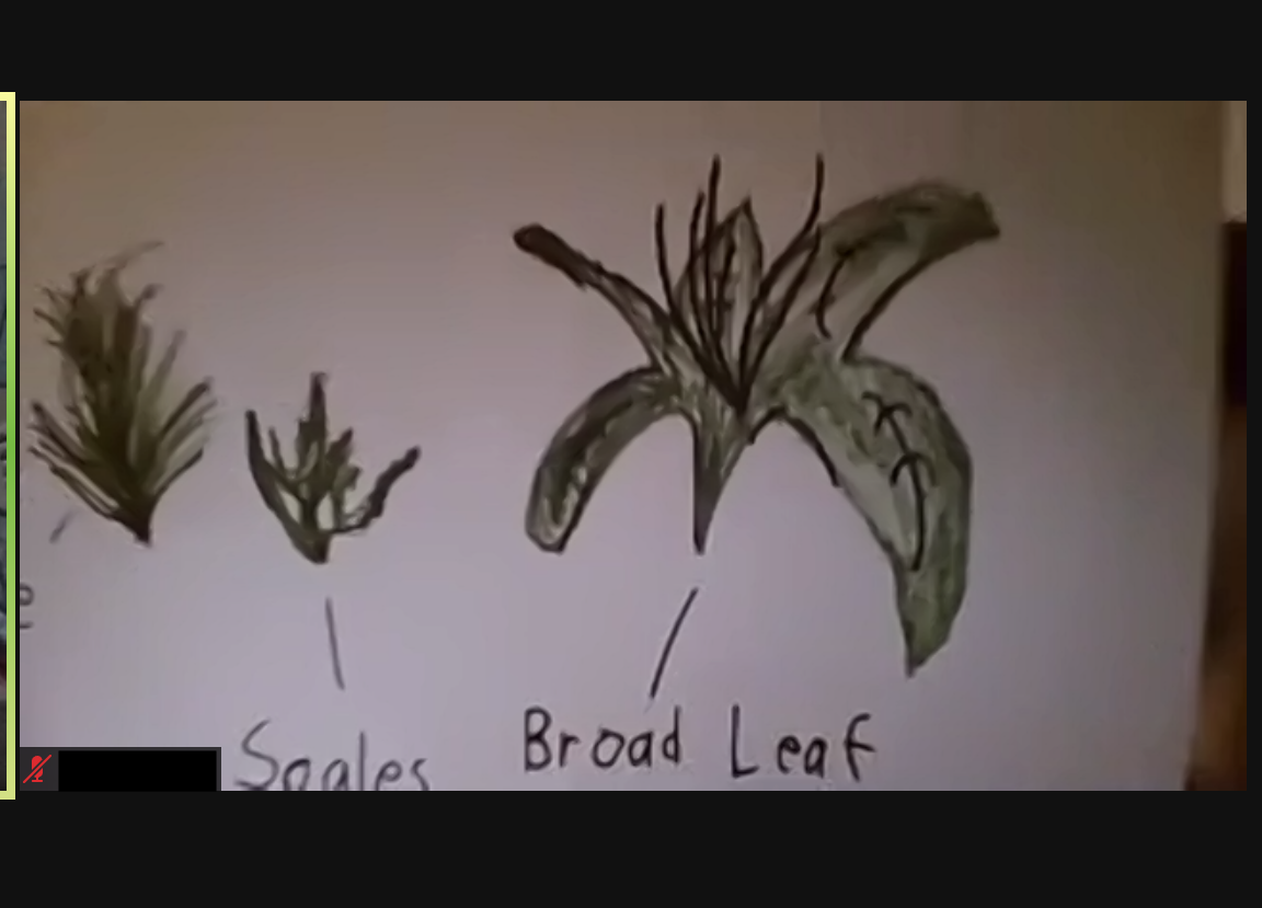 screenshot of child's evergreen leaves drawing