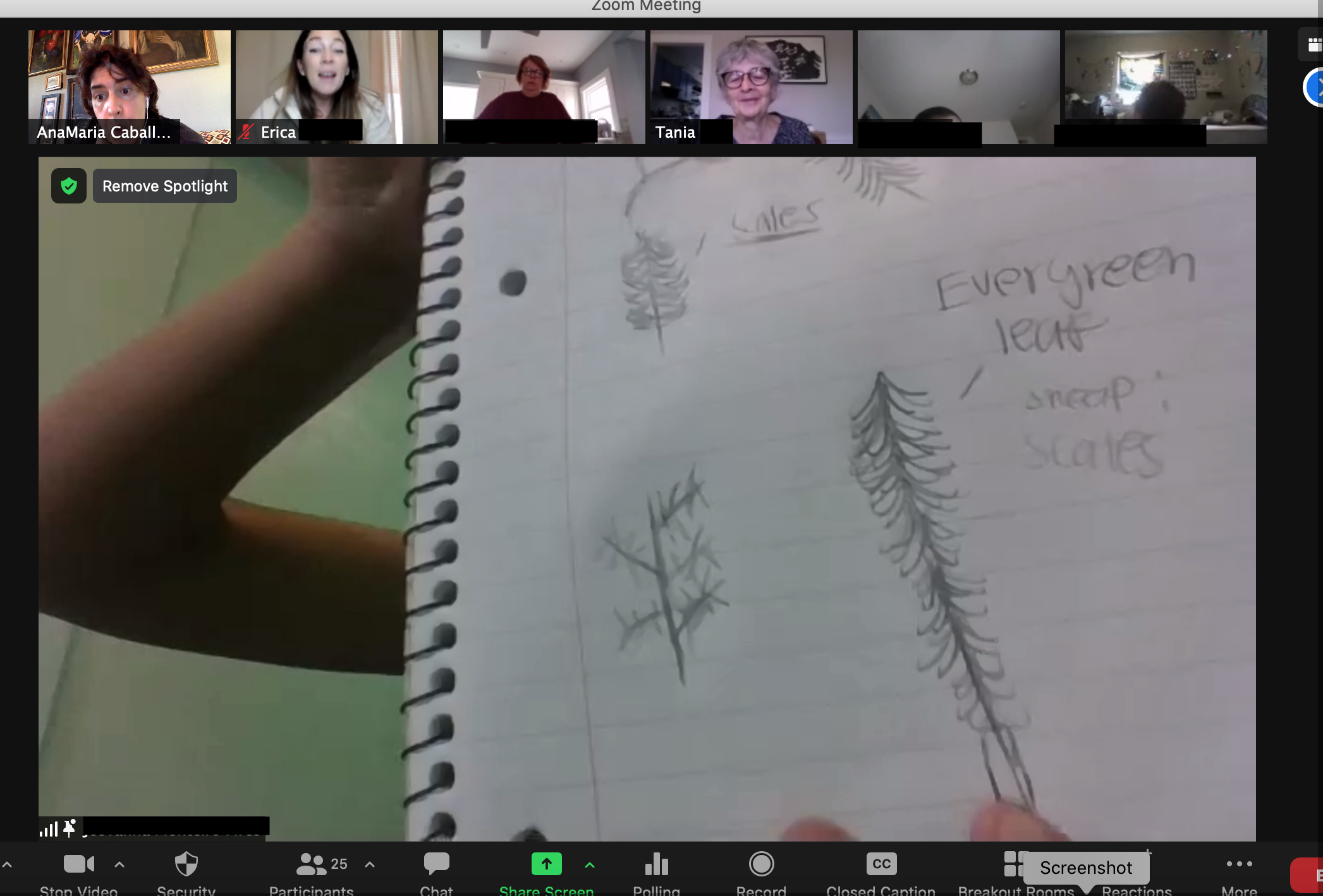 screenshot of child's observational drawings of evergreen leaves.