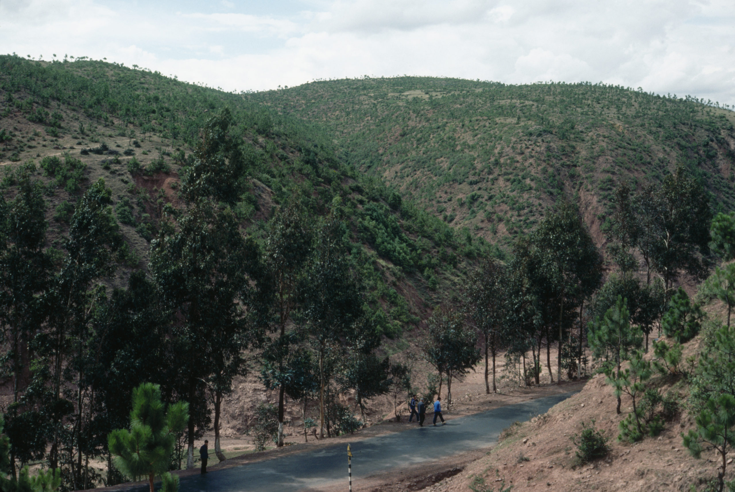 Hills with sparse vegetation and Eucalyptus planted along the Burma Road between Chuxiong and Xiaguan, Yunnan.
