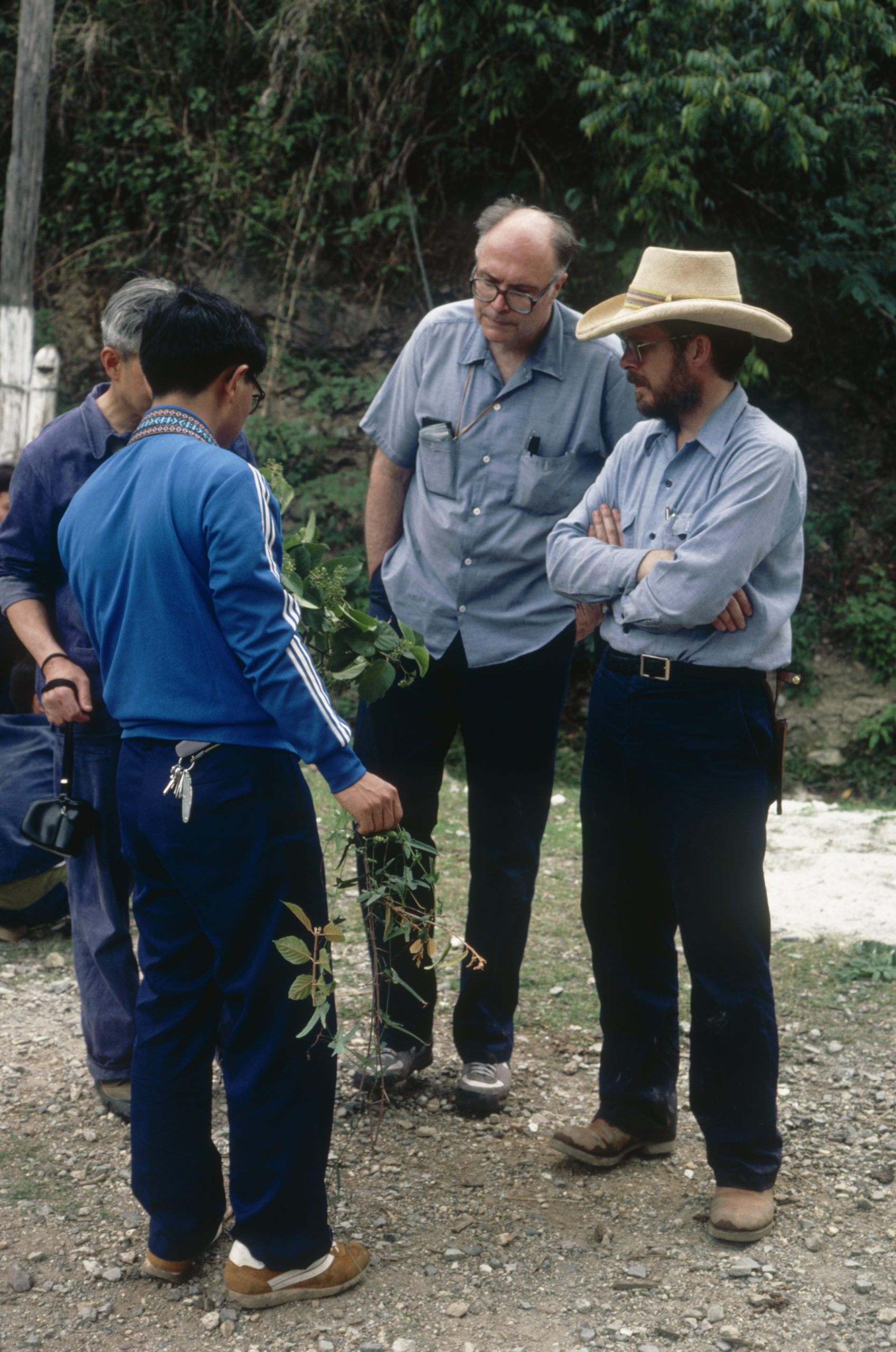 1984 SABE team members (left to right) Li Xiwen, Cui Xianji, Dan Nicolson, and Bruce Bartholomew on the Burma Road between Xiaguan and Yangbi, Yunnan with the first botanical collections of the trip.