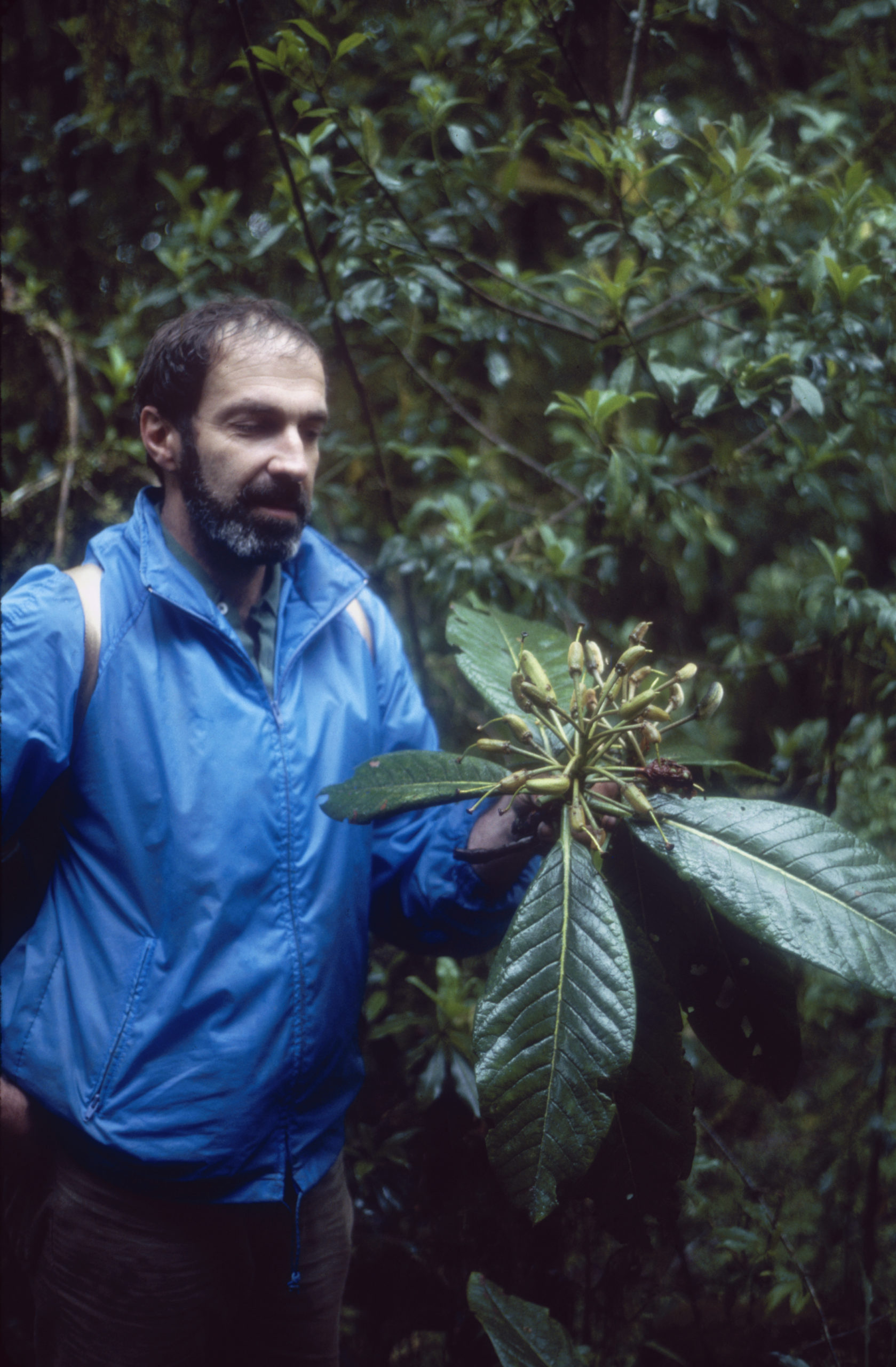 1984 SABE team member David Boufford with a branch of a great Chinese rhododendron (Rhododendron sinogrande) on Chong Shan, Yunnan.