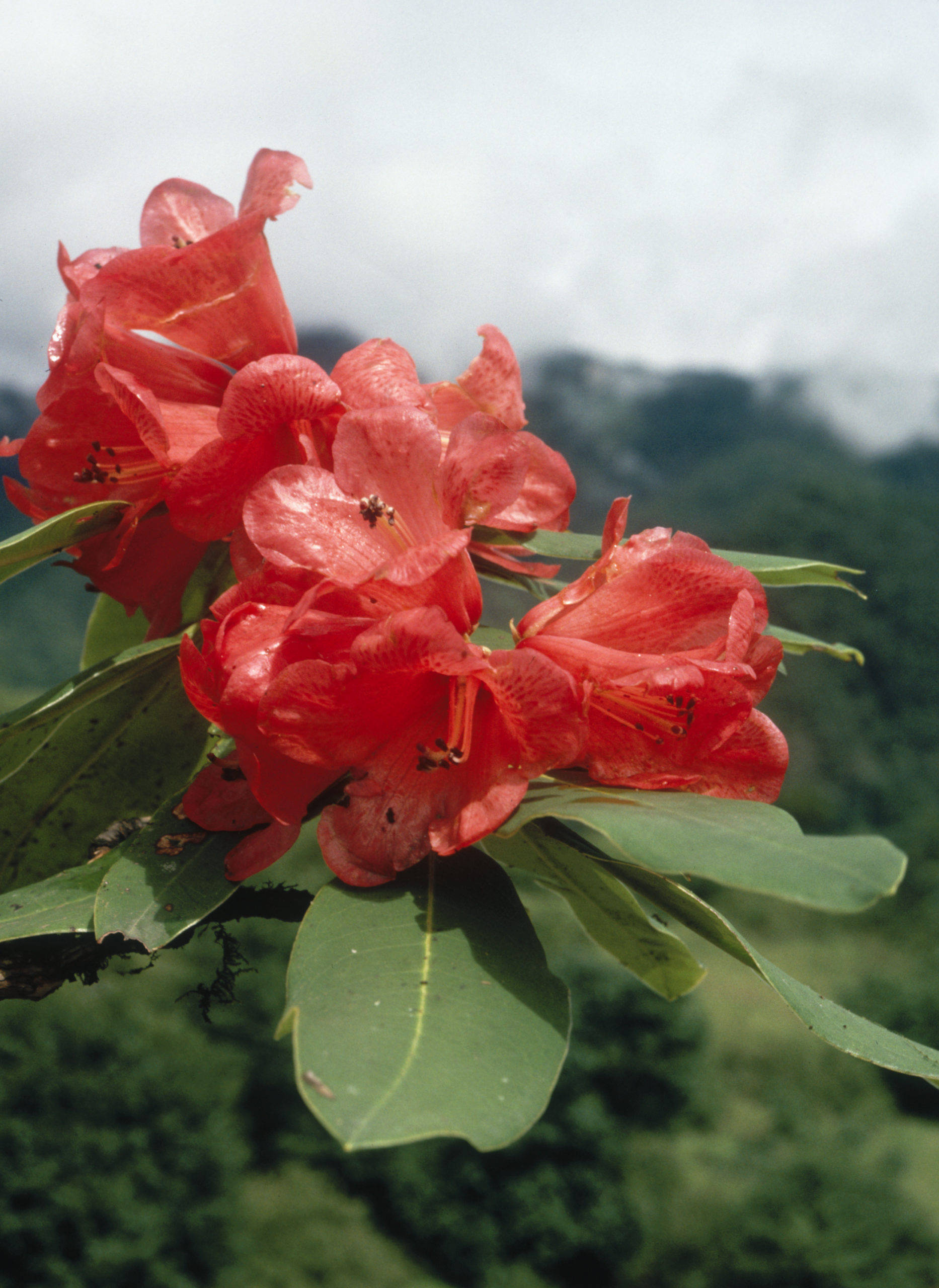 Rhododendron in flower on Chong Shan near Yangbi, Yunnan.