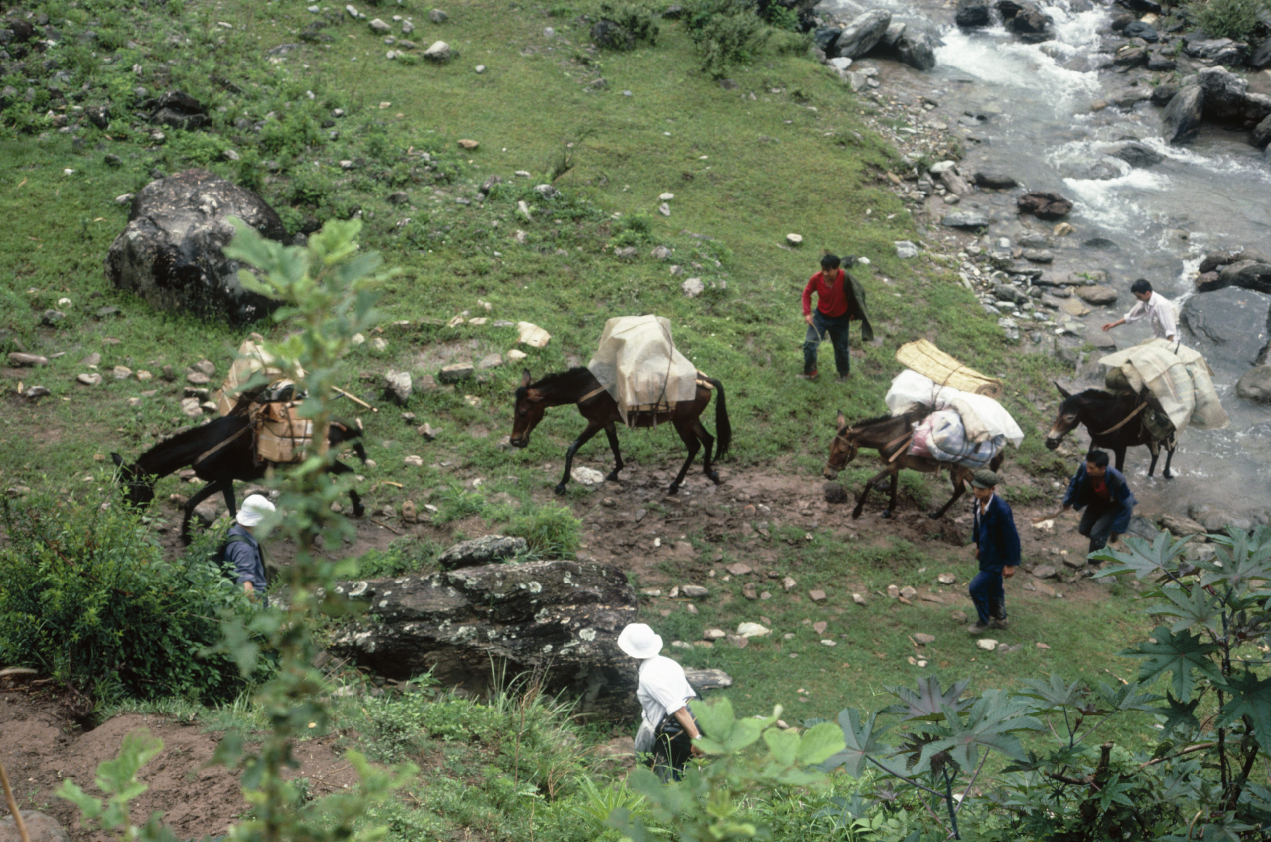 1984 SABE team members and mules with supplies on the way to Malutang, Yunnan.