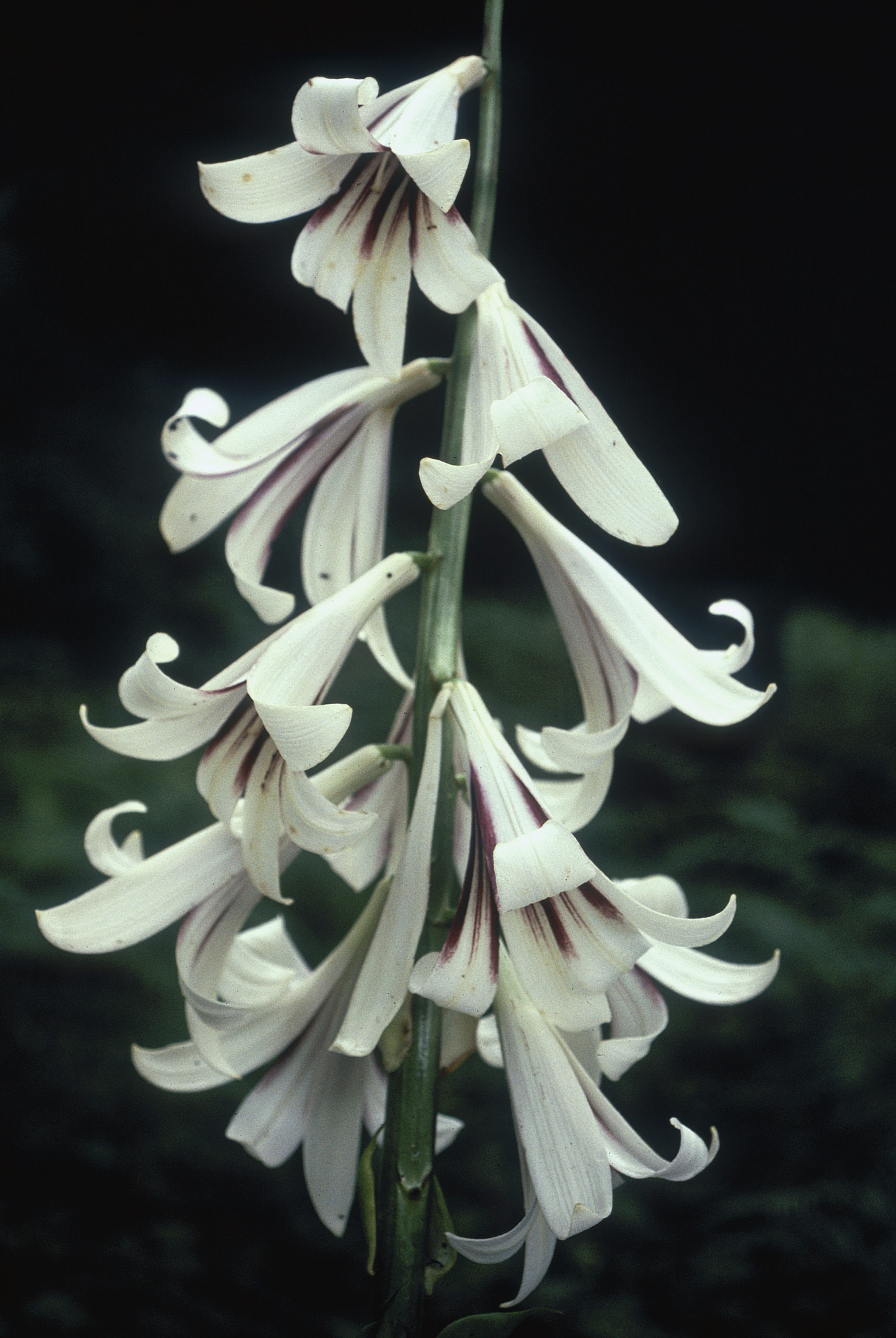 Flowers of the giant Himalayan lily (Cardiocrinum giganteum in the forest at Malutang, Yunnan.