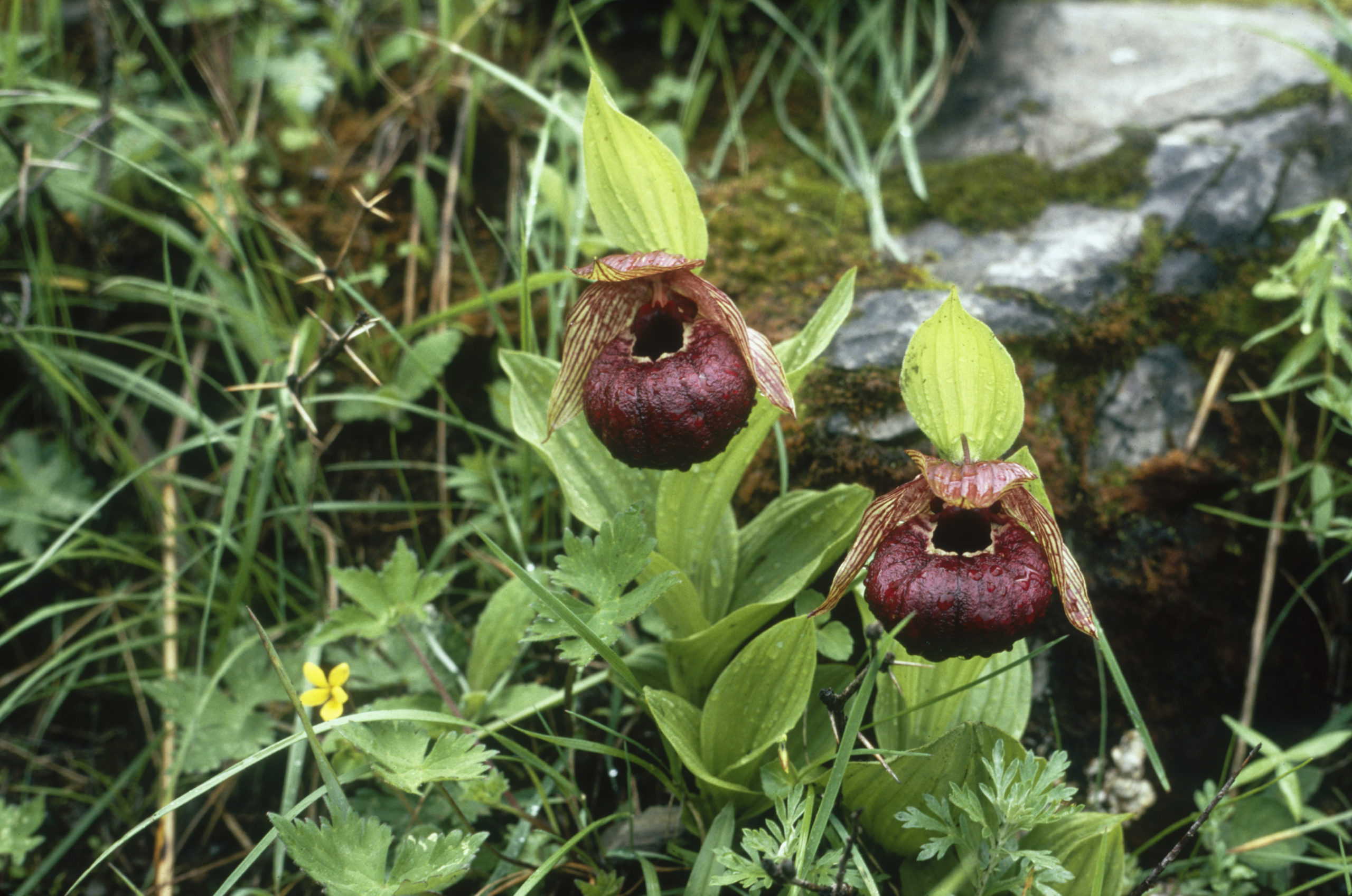 Lady slipper orchids (Cypripedium thibeticum) in openings in Rhododendron thickets on Diancang Shan, Yunnan.