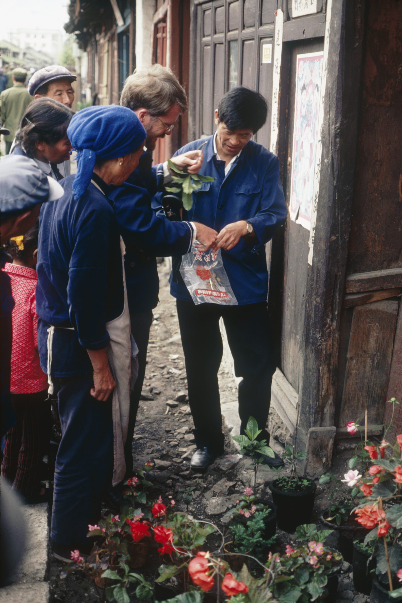 1984 SABE team members Bruce Bartholomew (center) and Ying Tsun-shen (right) purchasing camellias from the proprietor of a small nursery on a street in Dali, Yunnan.