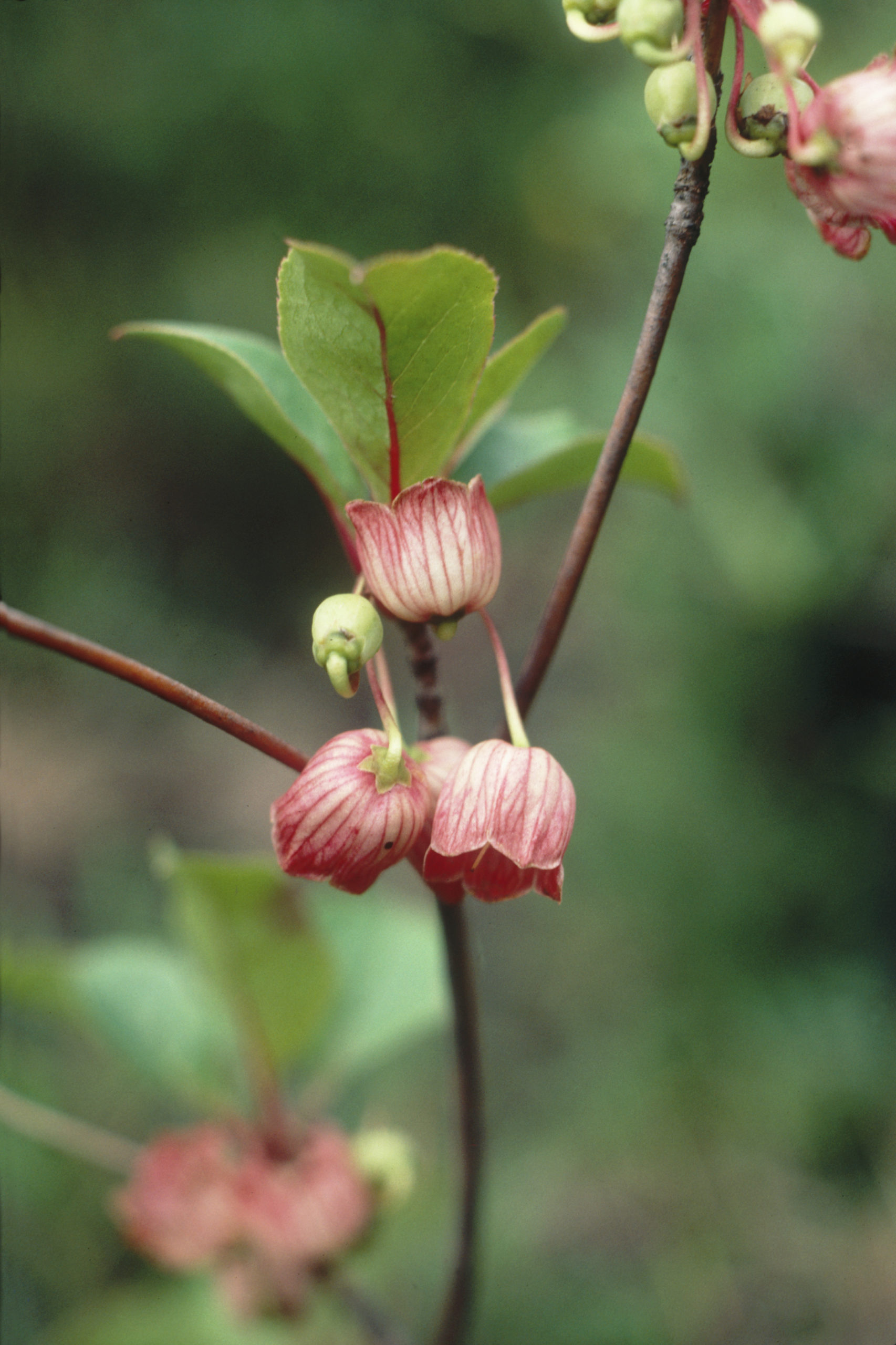 Delicate flowers of Enkianthus chinensis on Huadianba, Yunnan.