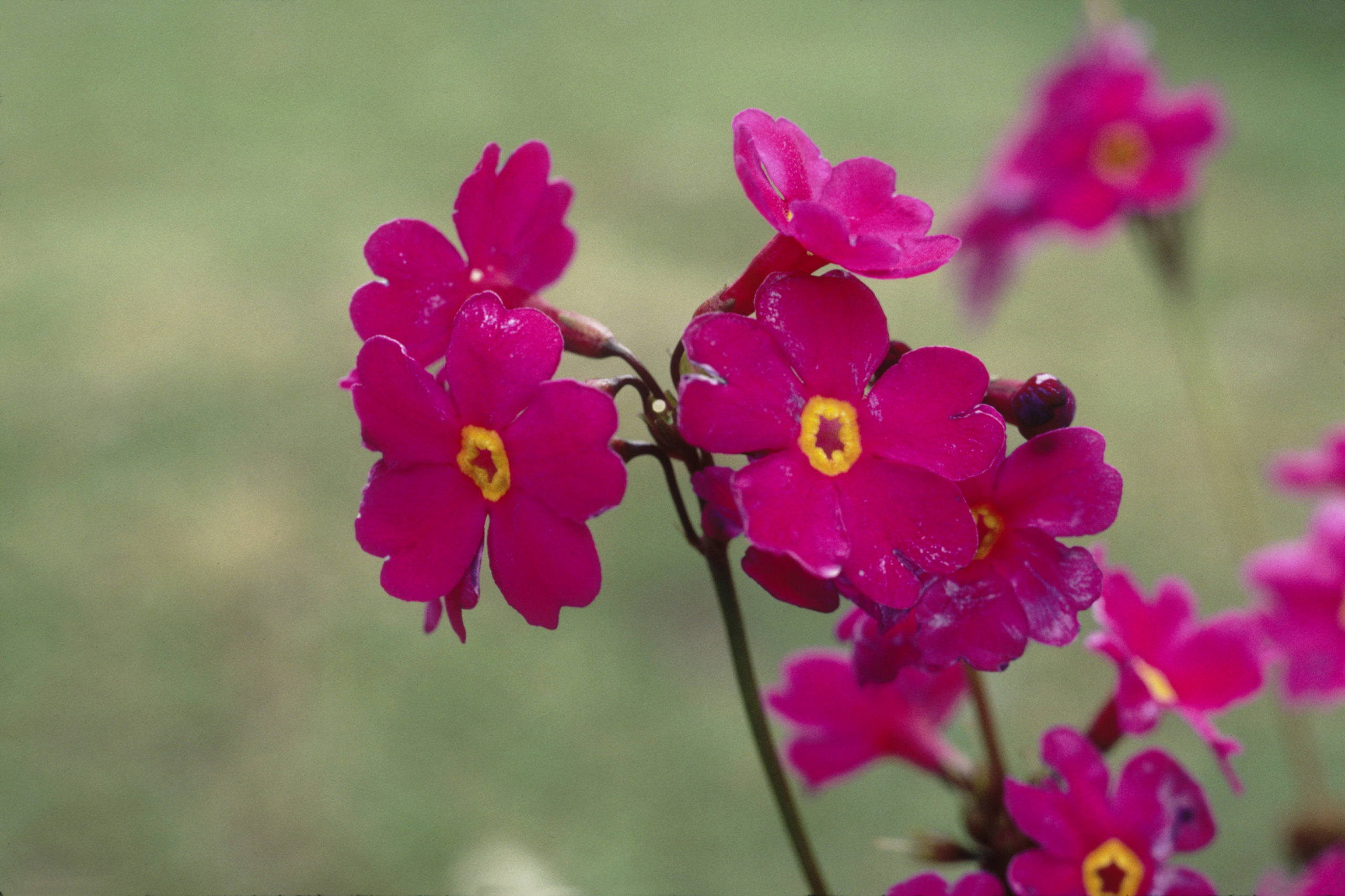 Primrose (Primula) in flower on Huadianba, Yunnan.