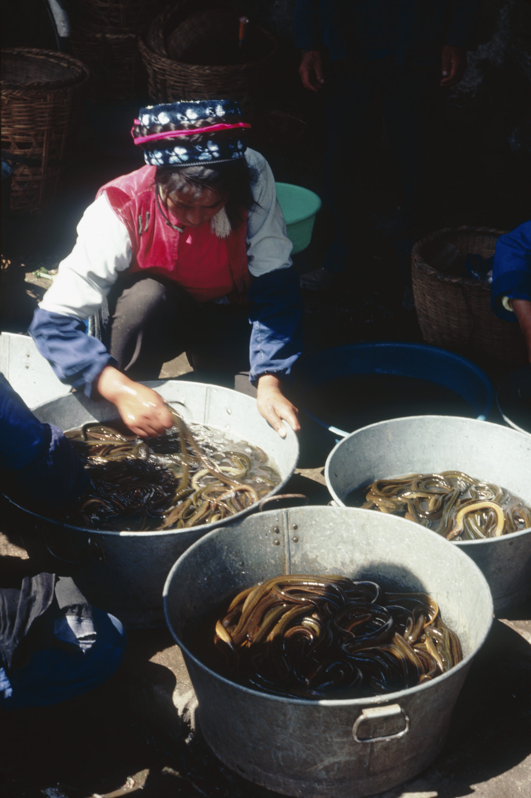 A woman selling live eels from tubs in the free market in Xiaguan, Yunnan.