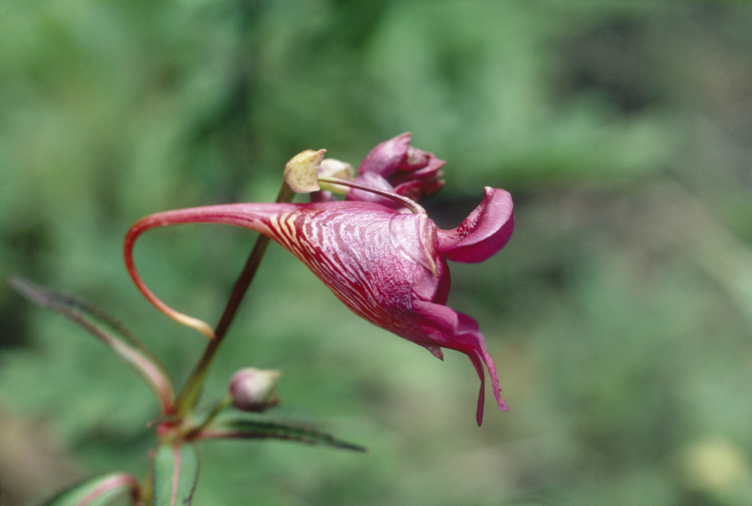 A fantastically shaped Impatiens flower near the 127 mile mark (kilometer marker 204) on the Burma Road between Chuxiong and Kunming, Yunnan.