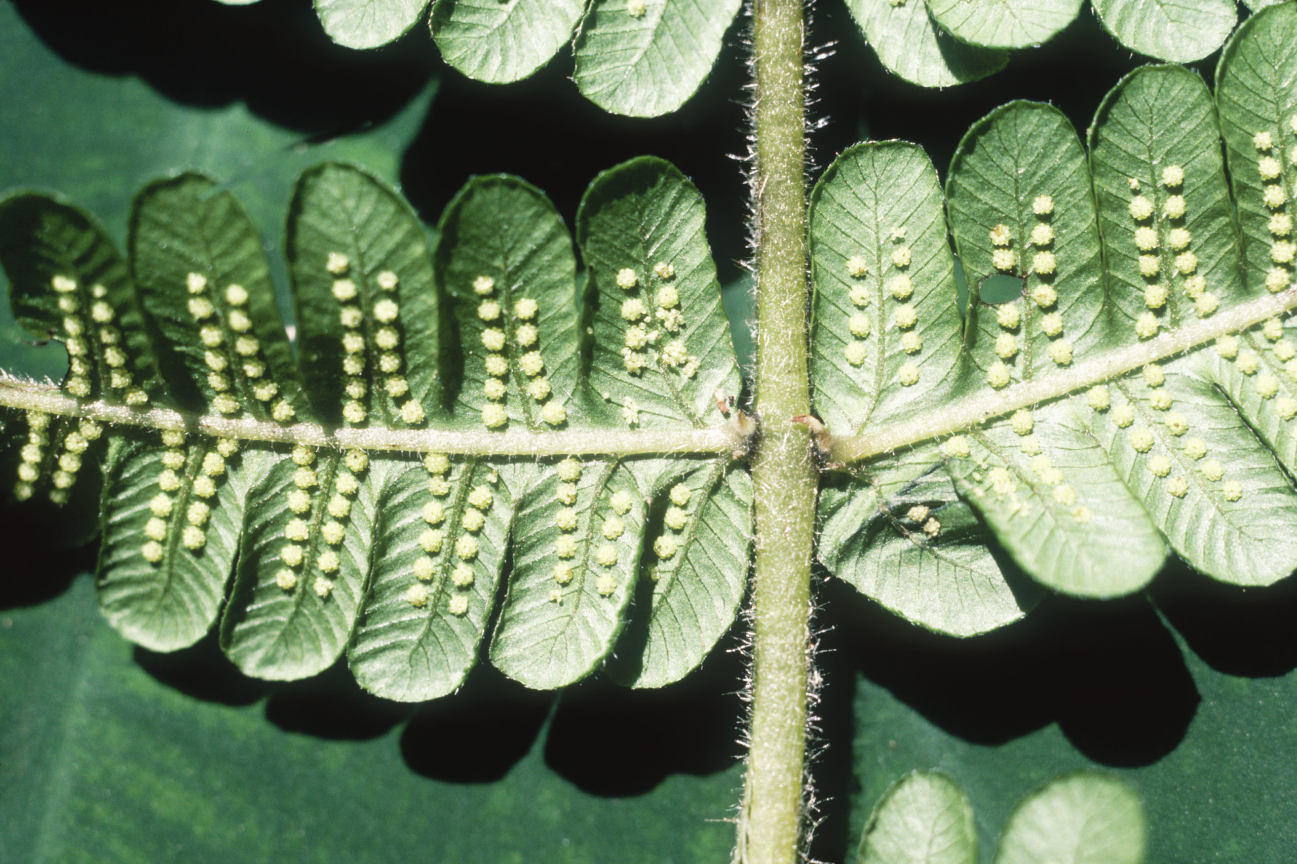 Lower surface of fern frond showing sporangia near Qiongzhu Temple northwest of Kunming, Yunnan.