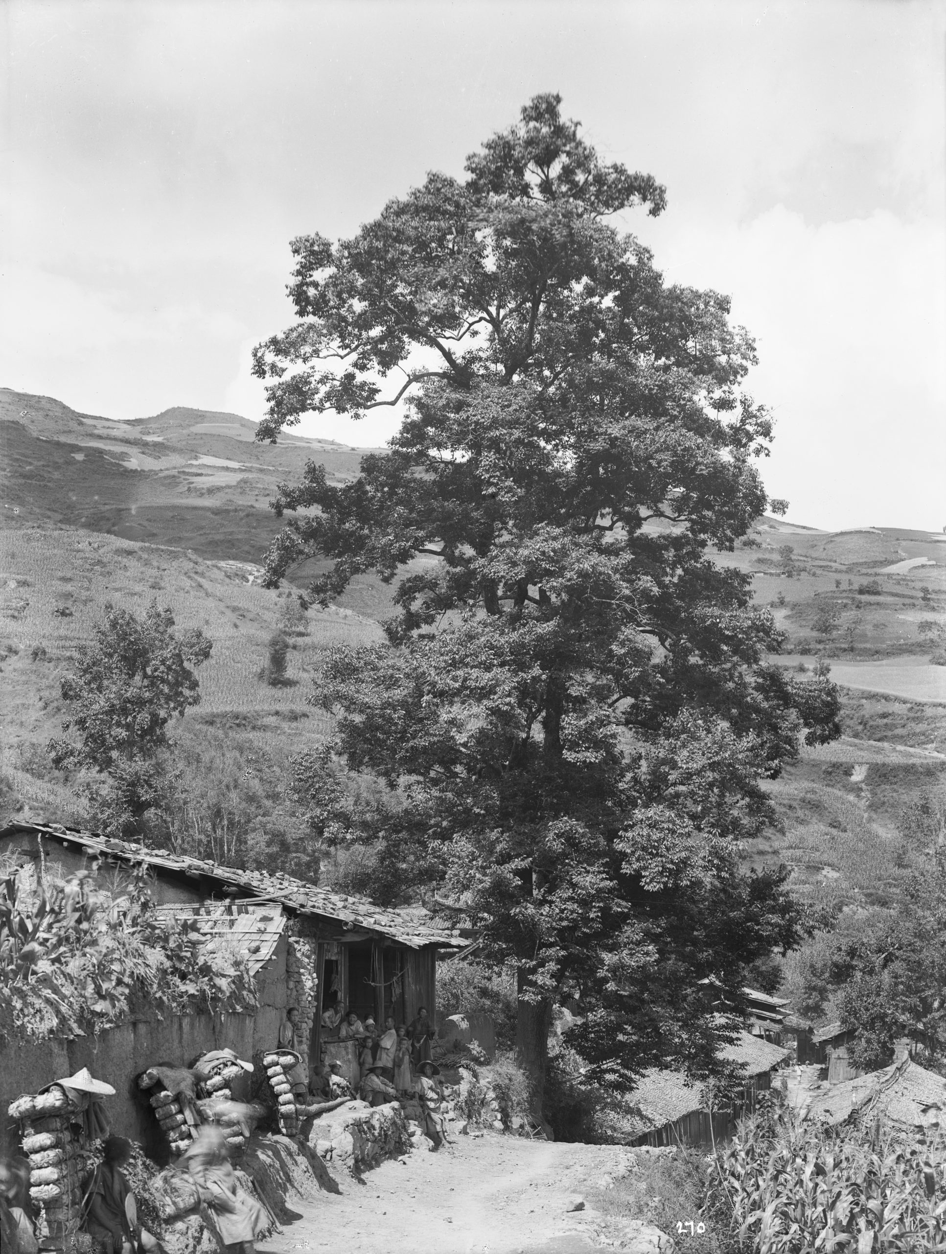 A tall date-plum (Diospryos lotus) along the road in Hanyuan County, Sichuan Province. Photograph by Ernest Wilson in August 1908. Note the bundles leaning against the building in the lower left of the image. They are packages of tea being carried by porters over the mountains to Tibet.