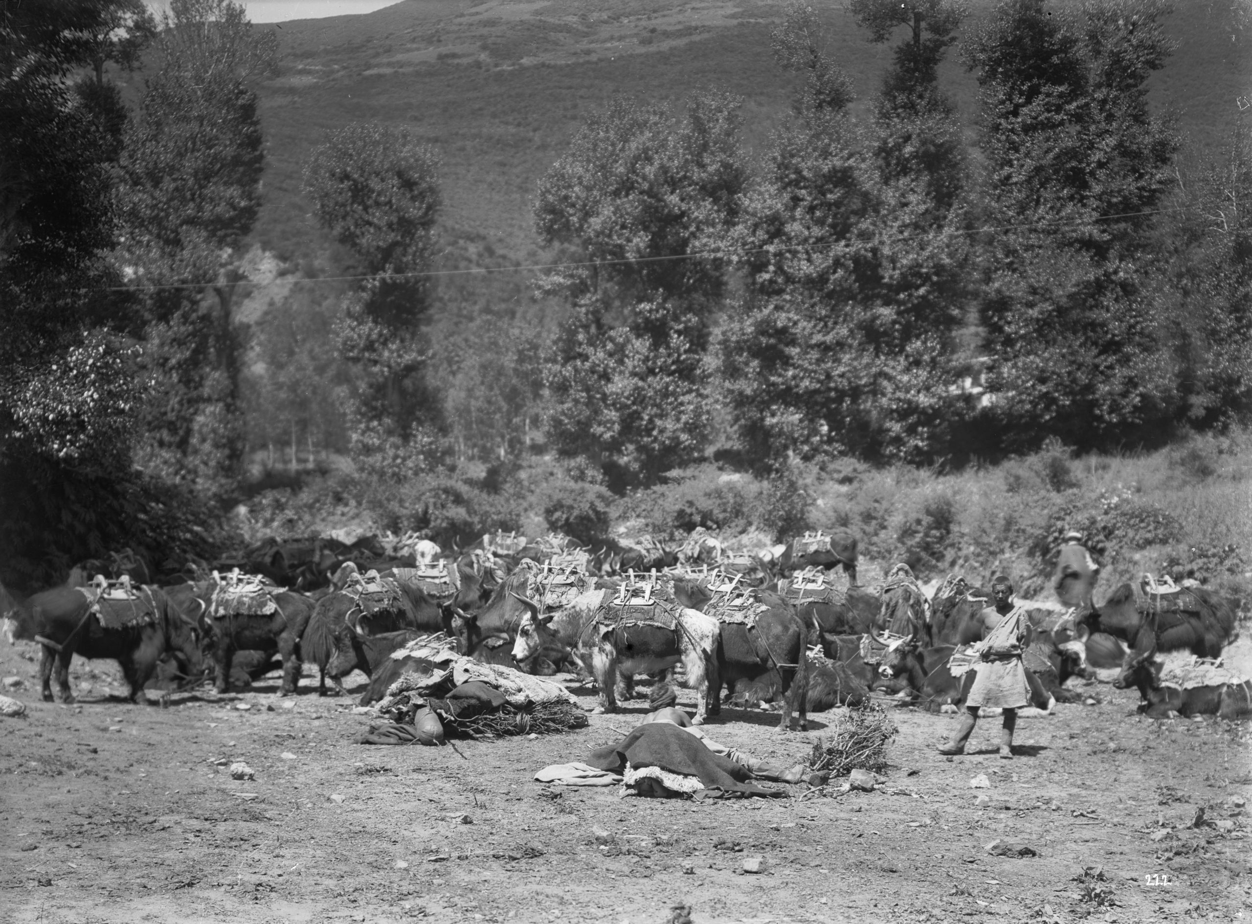 A caravan of Yak and its Tibetan attendants were photographed by Ernest Wilson near Kangding (Tachien lu), Sichuan Province. The animals were used to carry goods from Kangding across Tibet.