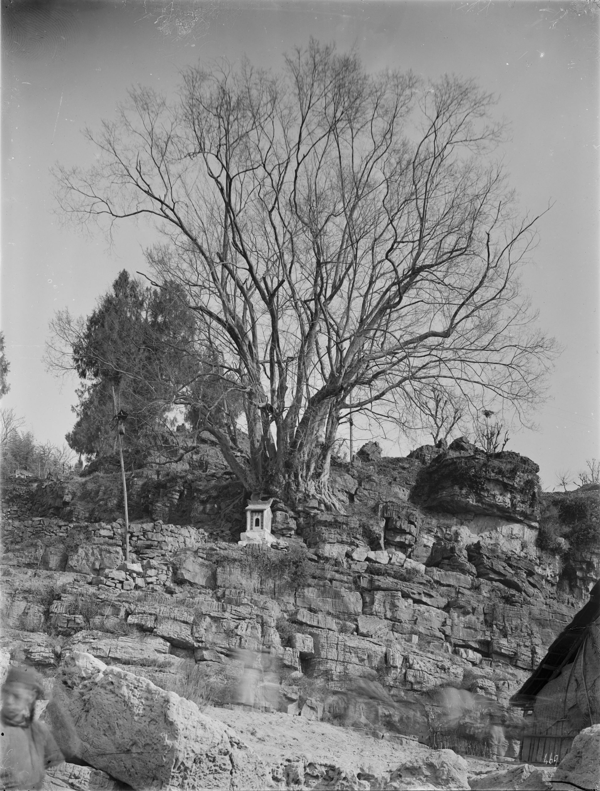 Ernest Wilson photographed this large blue sandalwood (Pteroceltis tatarinowii ) at Sanyoudong (San-yu-Tung), near YIchang, Hubei Province in January 1909.