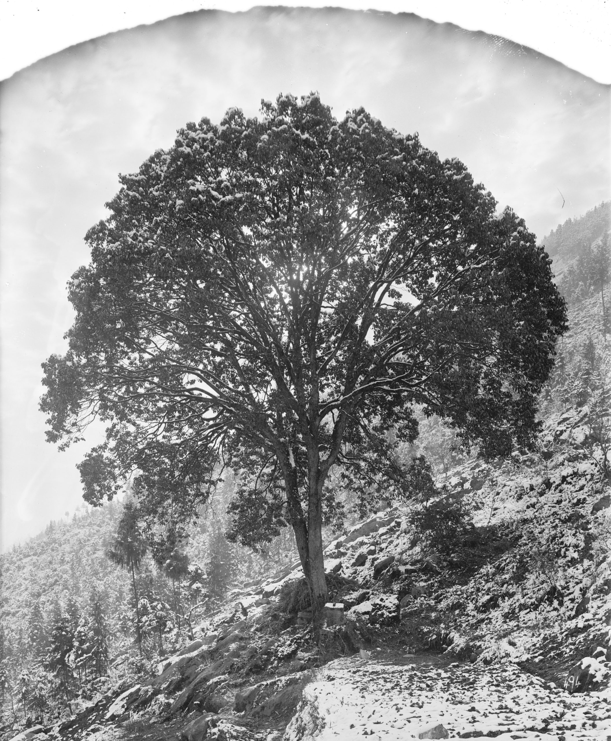 Ernest Wilson photographed this Cinnamomum hupehanum and shrine in January 1909 in Changyang County, Hubei Province.