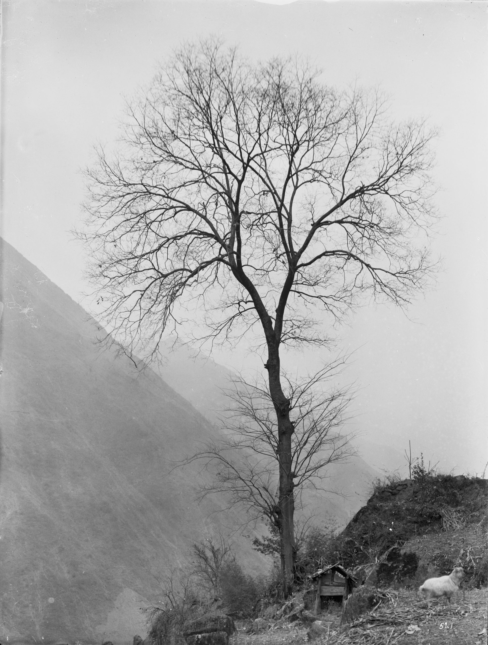 A tall, slender Julian hackberry (Celtis julianae) photographed in Badong (Patung Hsien), Hubei Province by Ernest Wilson in January 1909.