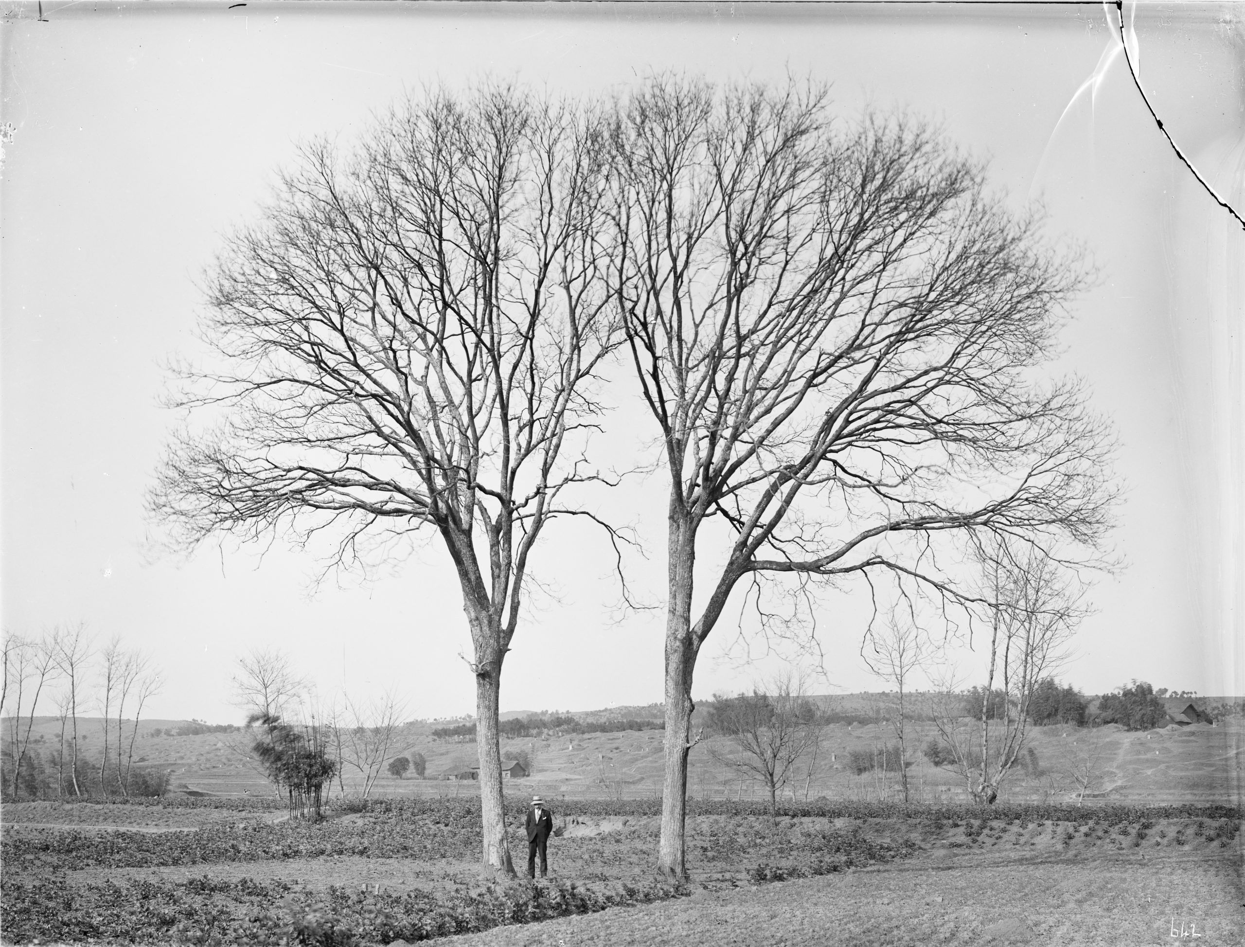 Twin Japanese pagoda trees (Sophora japonica) were photographed by Ernest Wilson near Yichang, Hubei Province in February 1909.