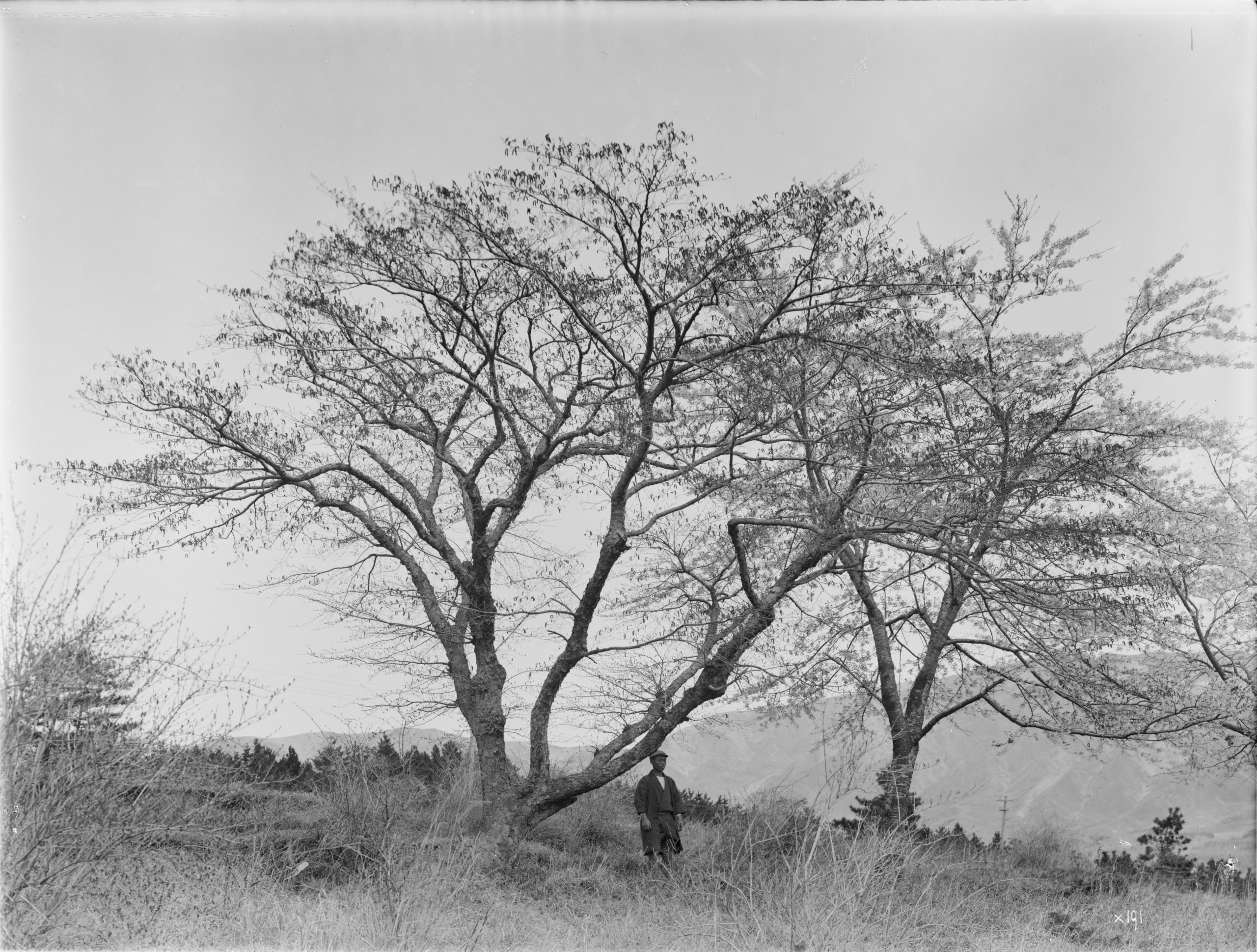 A large Manchurian alder (Alnus hirsuta var. sibirica) photographed by Ernest Wilson in April 1914 near Hakone, Japan. A flowering cherry (Prunus lannesiana f. albida) in full bloom may be seen behind.